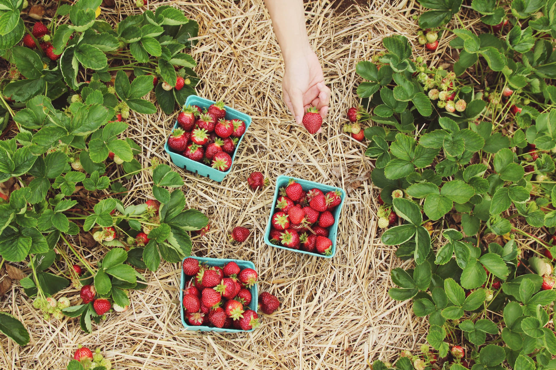 Harvesting Fresh Strawberries At A Strawberry Farm Background