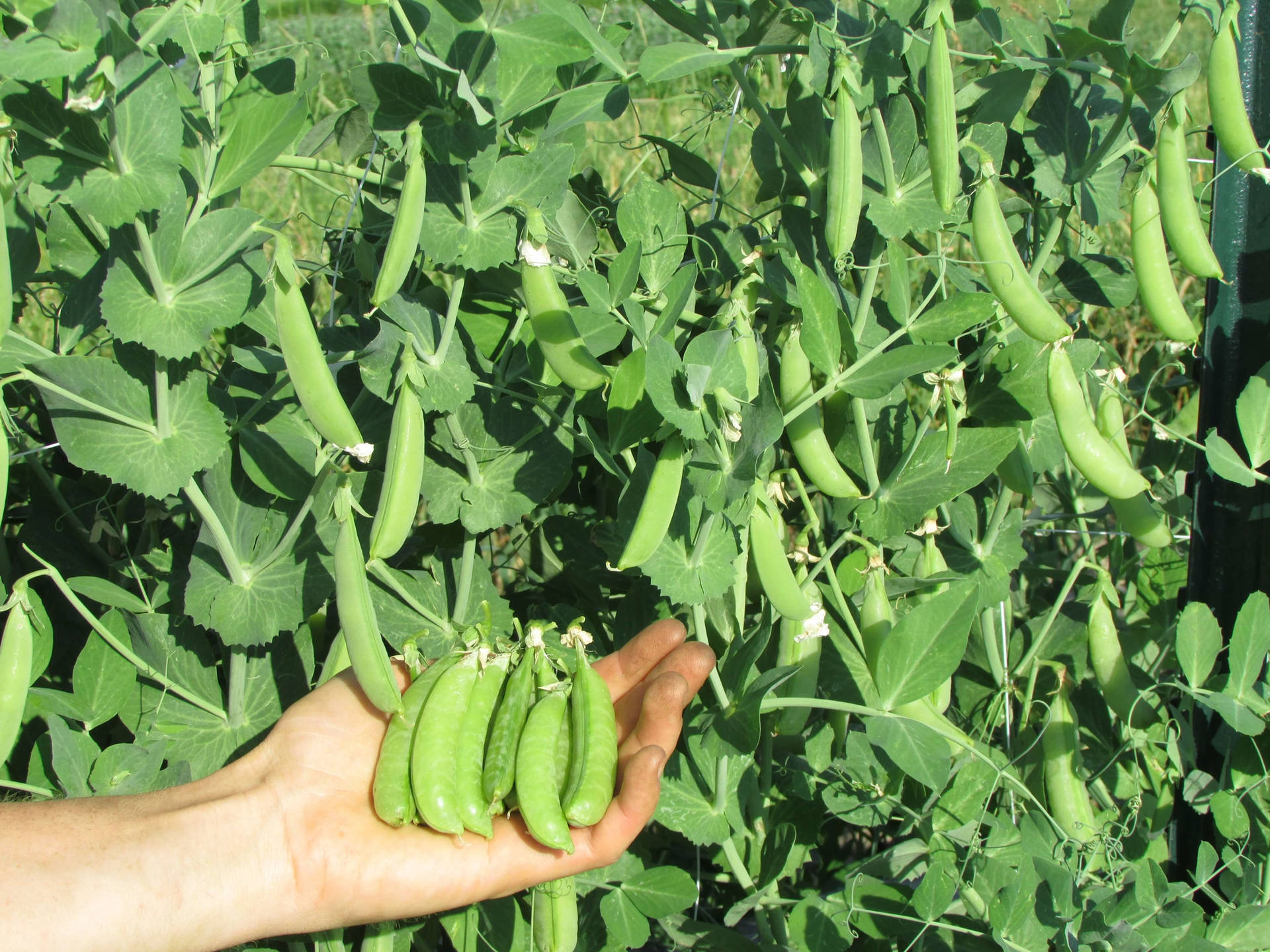 Harvesting Of Edamame Beans Background