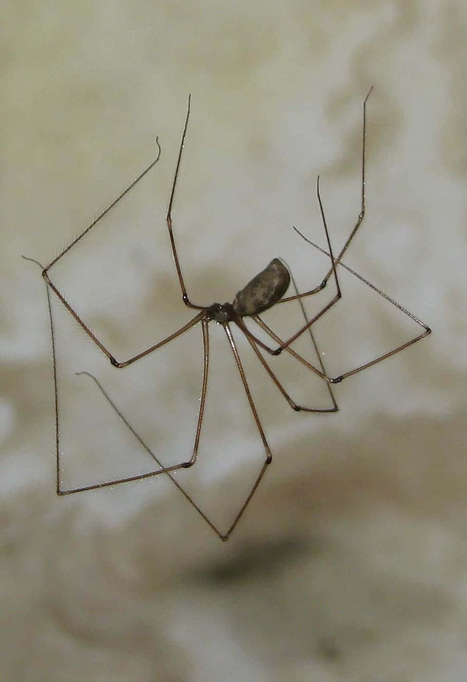 Harvestman Spider Closeup Wallpaper