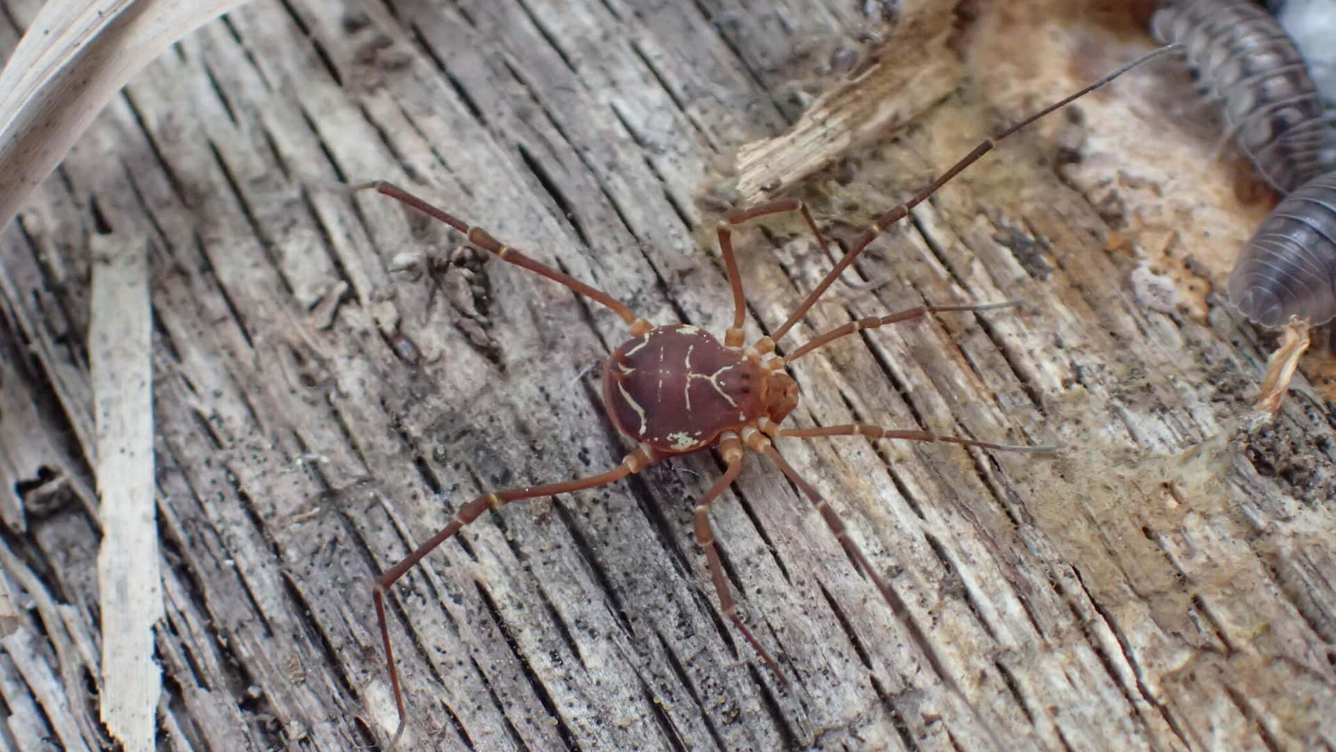 Harvestmanon Wooden Surface Wallpaper