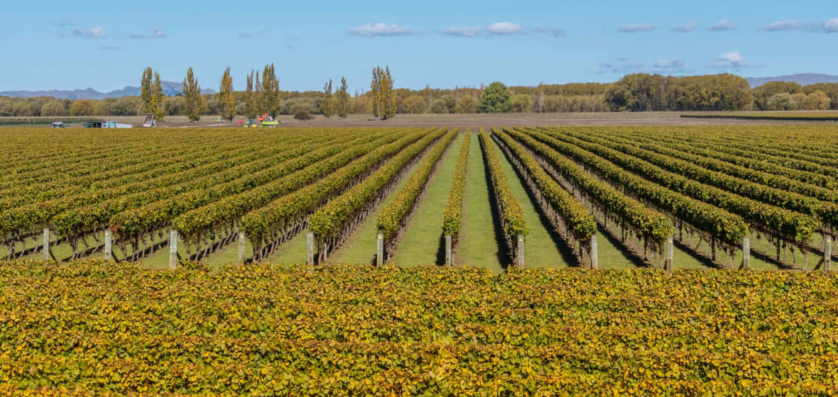 Hastings Vineyard Autumn Rows Wallpaper