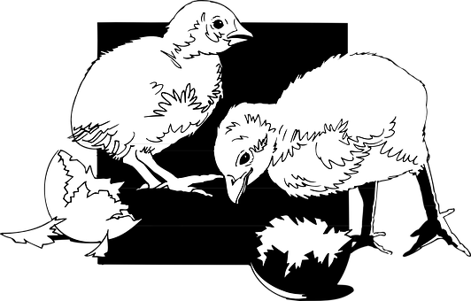 Hatching Chicks Silhouette PNG
