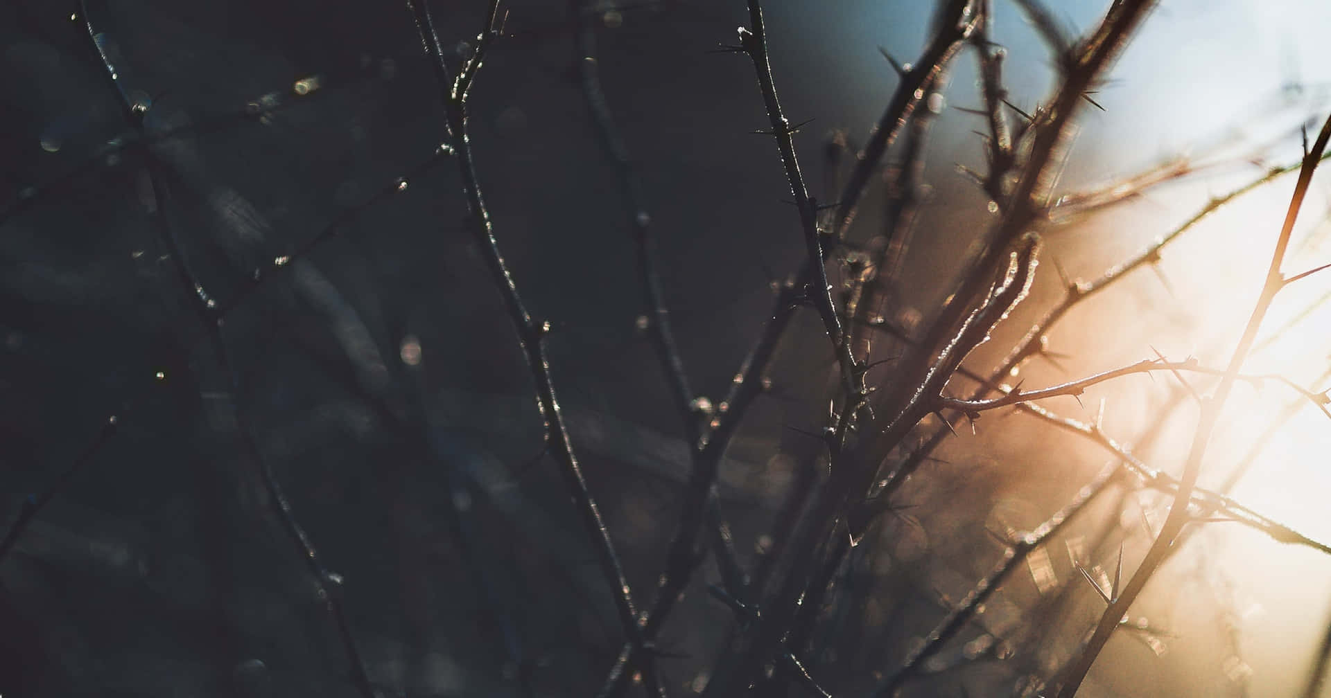 A Close Up Of A Branch With The Sun Shining Through It Wallpaper