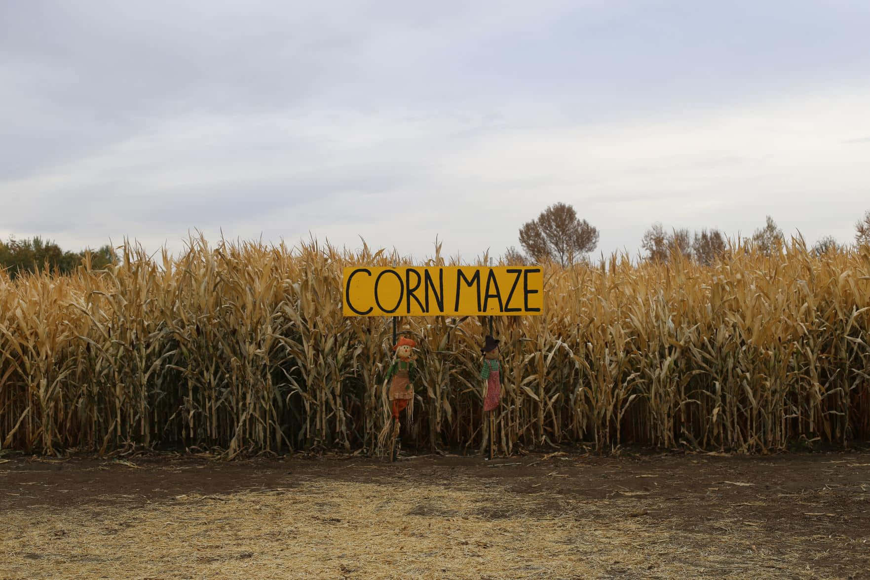 Dare to walk the spooky path of this haunted corn maze Wallpaper
