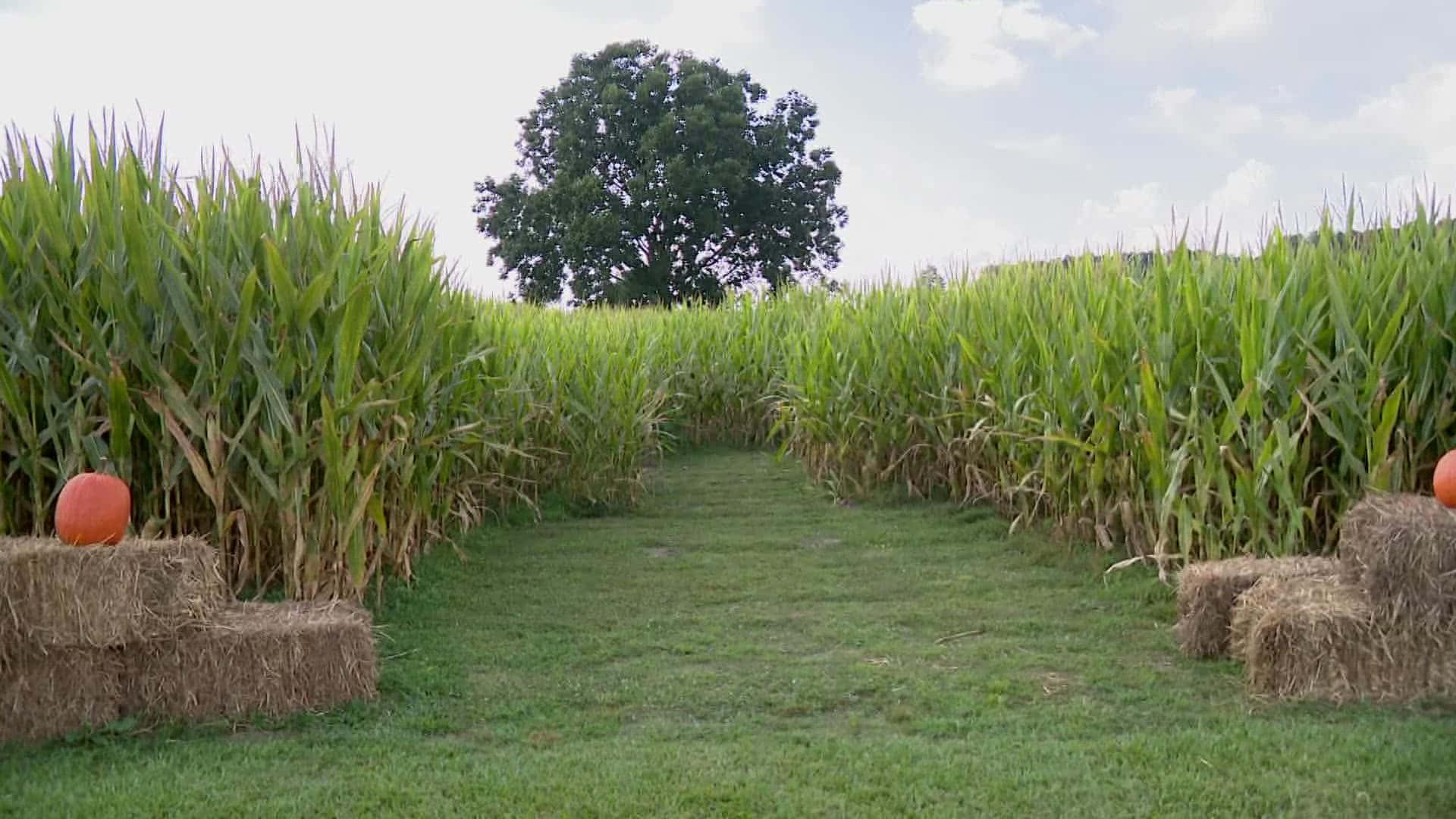Navigate a Spooky Adventure at a Haunted Corn Maze Wallpaper