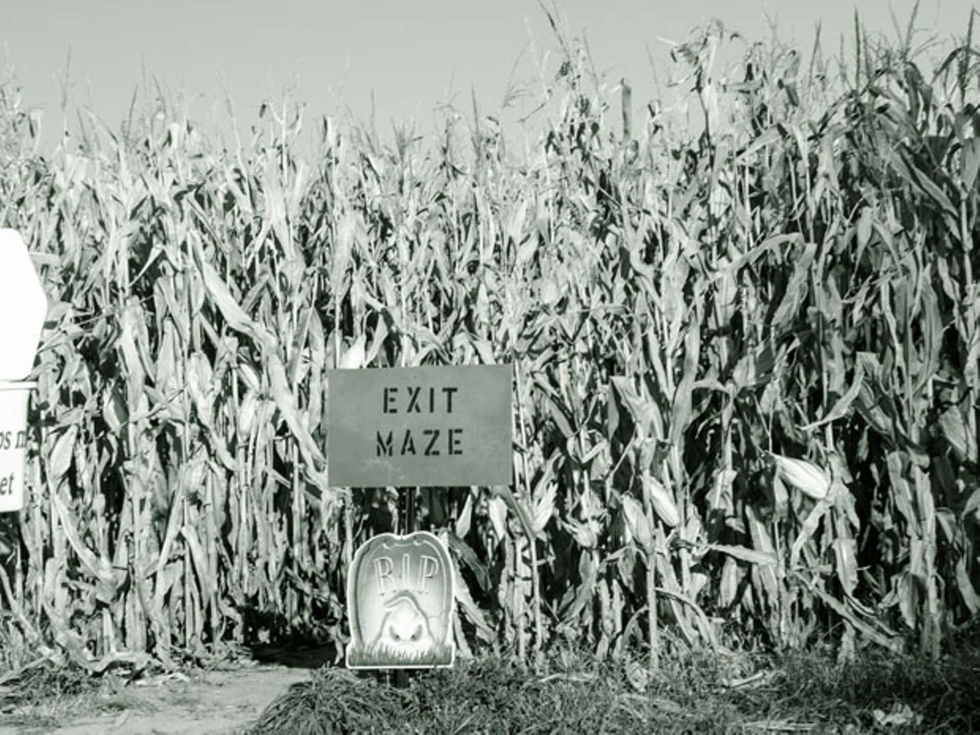 Get Ready for Halloween Fun with Haunted Corn Mazes Wallpaper
