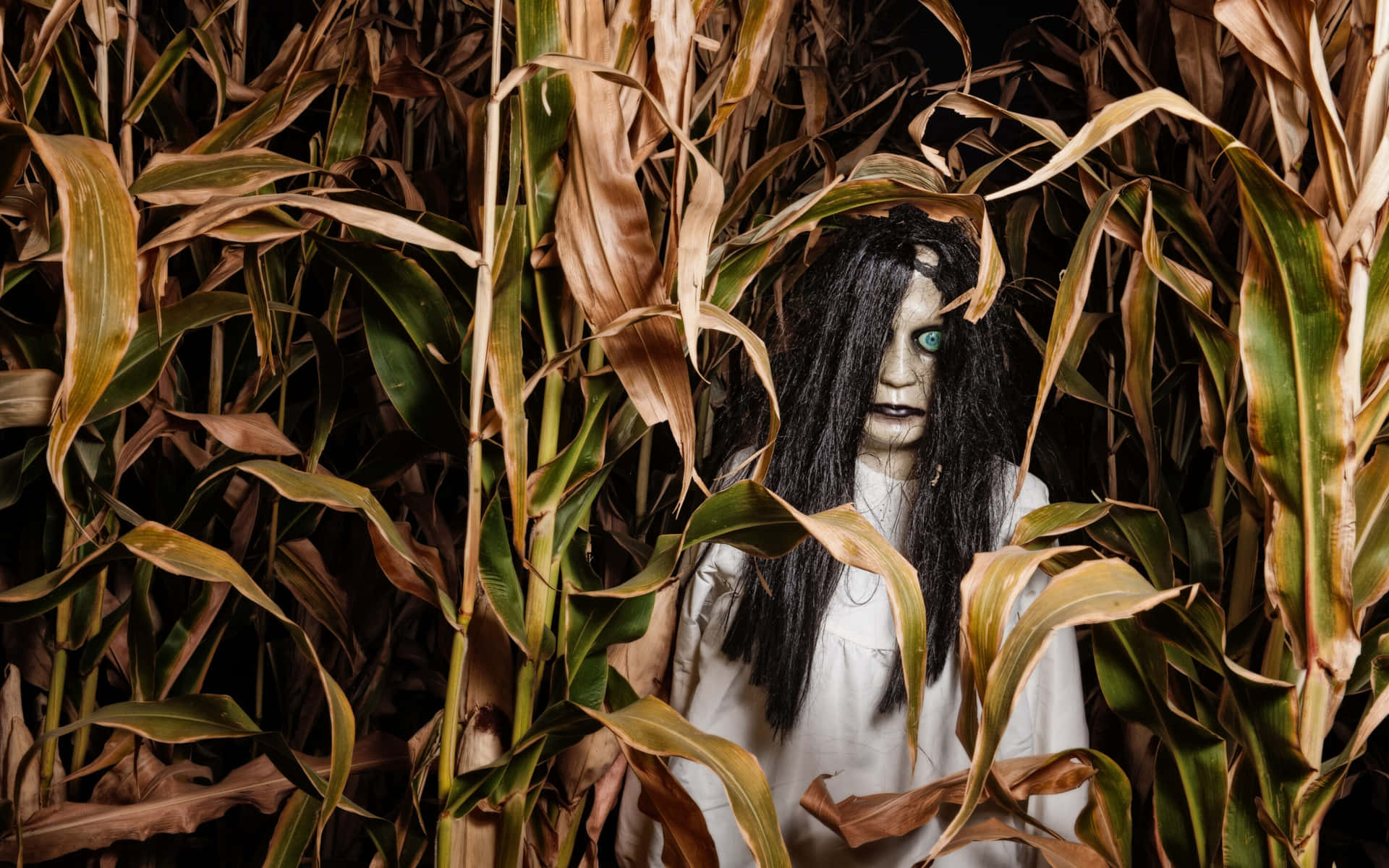 Experience the Frightening Fun of a Haunted Corn Maze Wallpaper