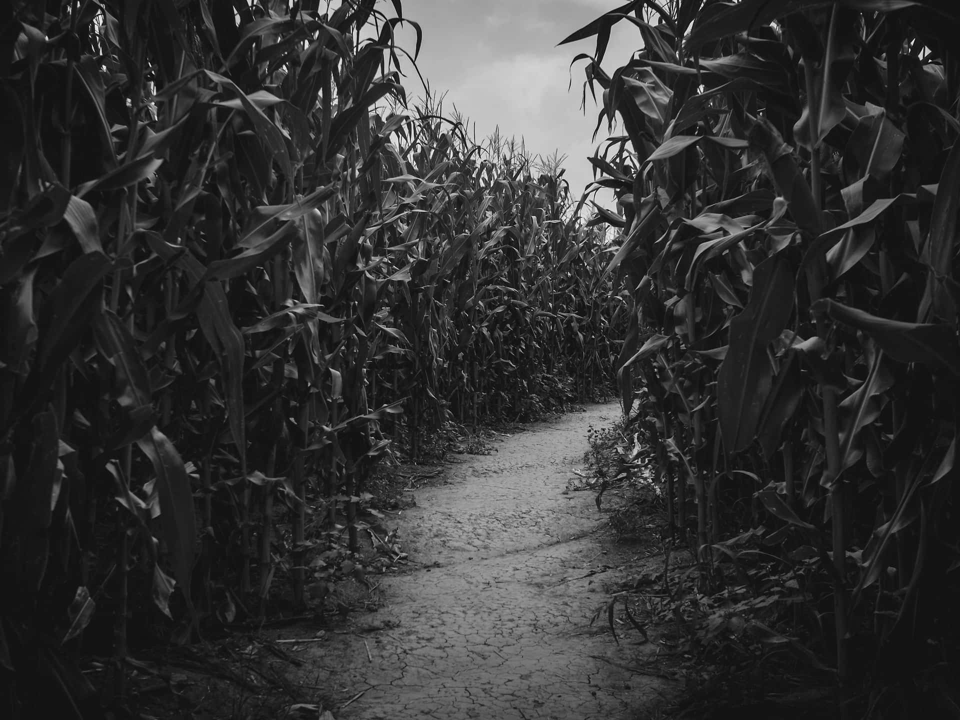 Experience an epic adventure at a Haunted Corn Maze!" Wallpaper