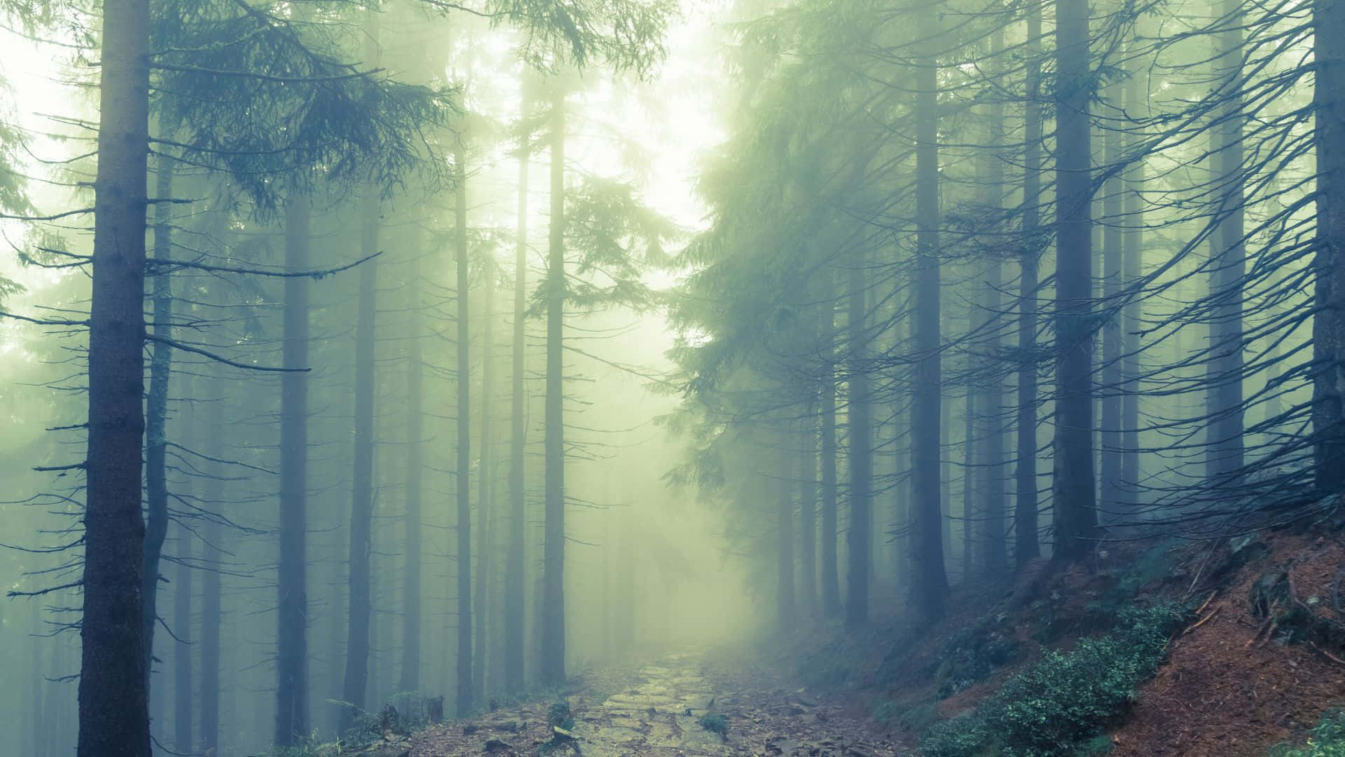 Abandoned and eerie, explore the Haunted Forests. Wallpaper