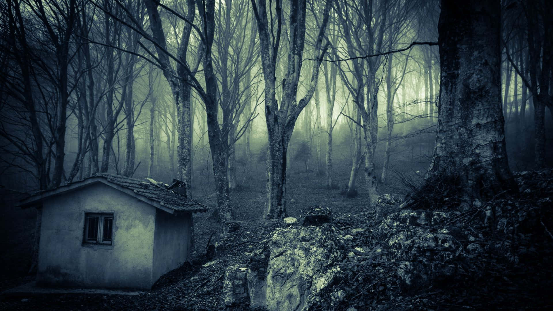 Explore the Haunting Forests Wallpaper