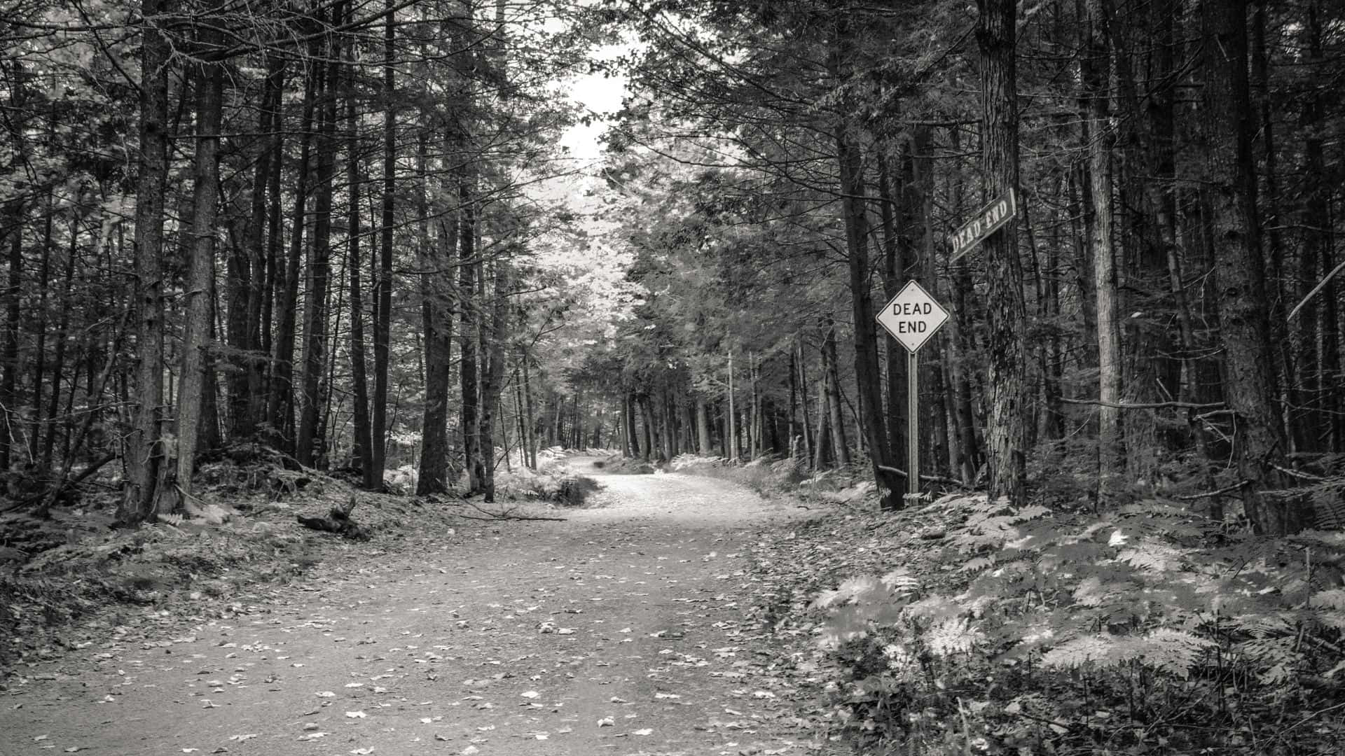 Een Creepy En Spookachtige Scène Diep In Het Haunted Bos Achtergrond