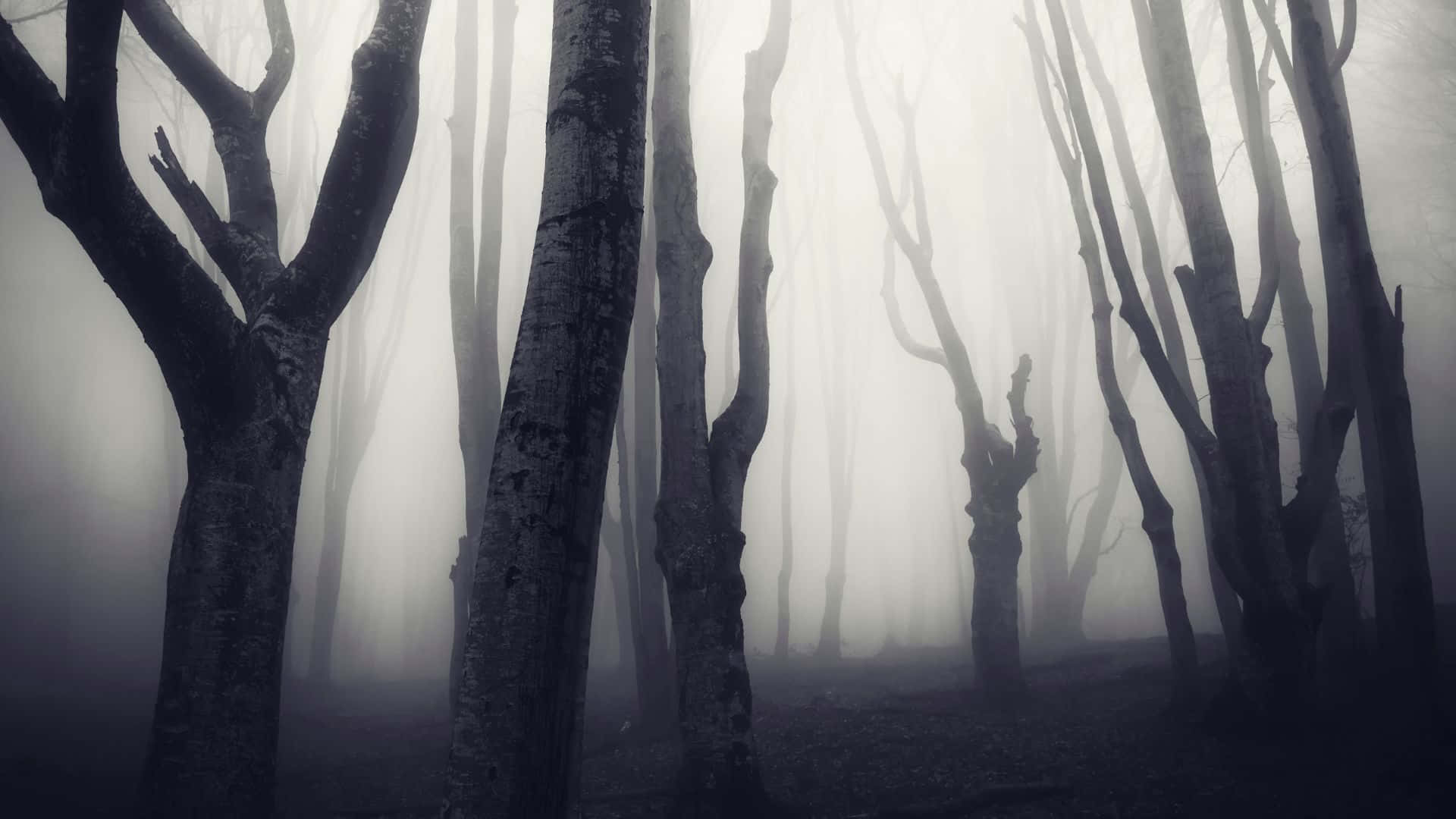 "The dark shadows of a haunted forest glisten in the moonlight." Wallpaper