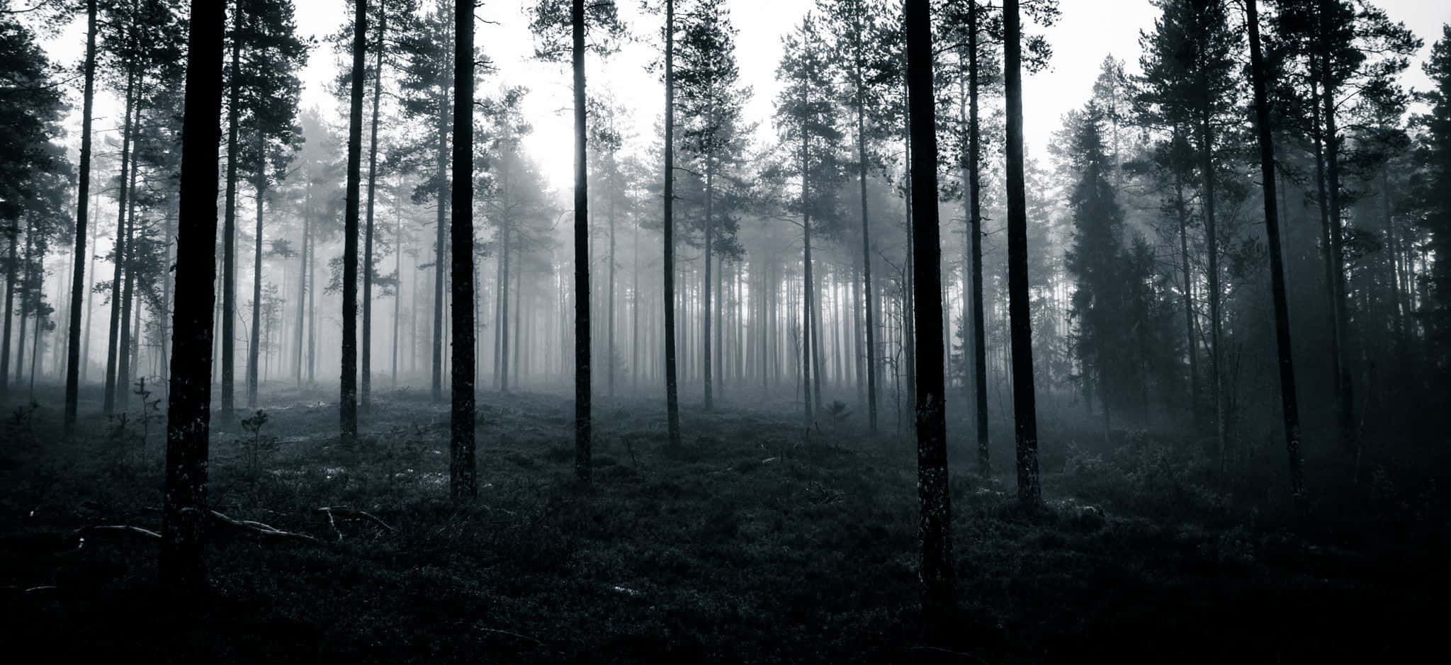 Dare to enter this spooky haunted forest? Wallpaper