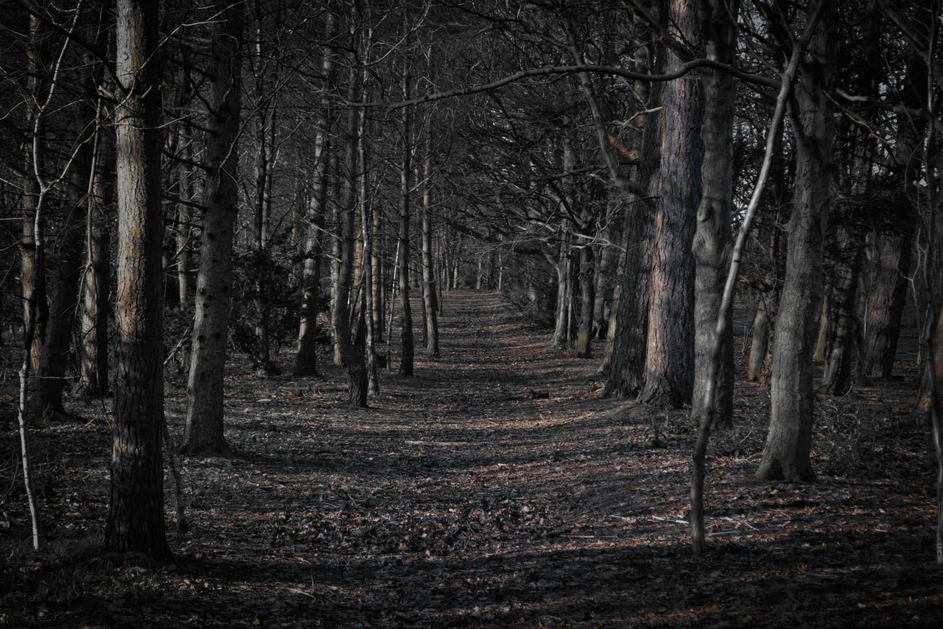 Spooky Darkness Lingers In Haunted Forests Wallpaper