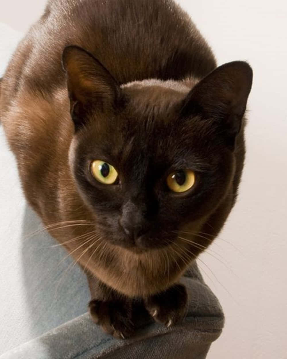 Playful Havana Brown cat lounging and looking at the camera Wallpaper