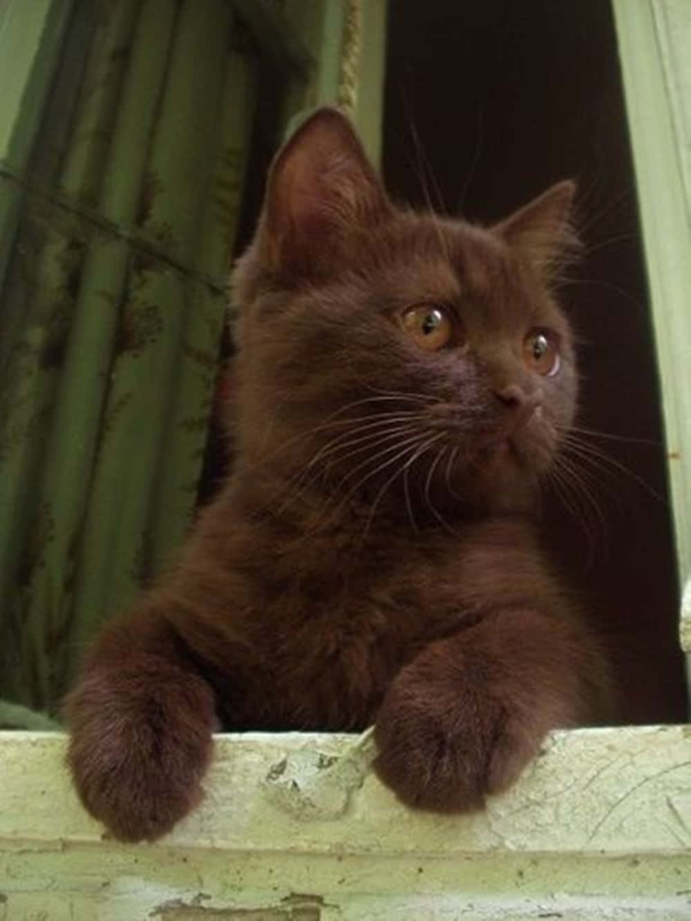 Elegant Havana Brown Cat perched gracefully Wallpaper