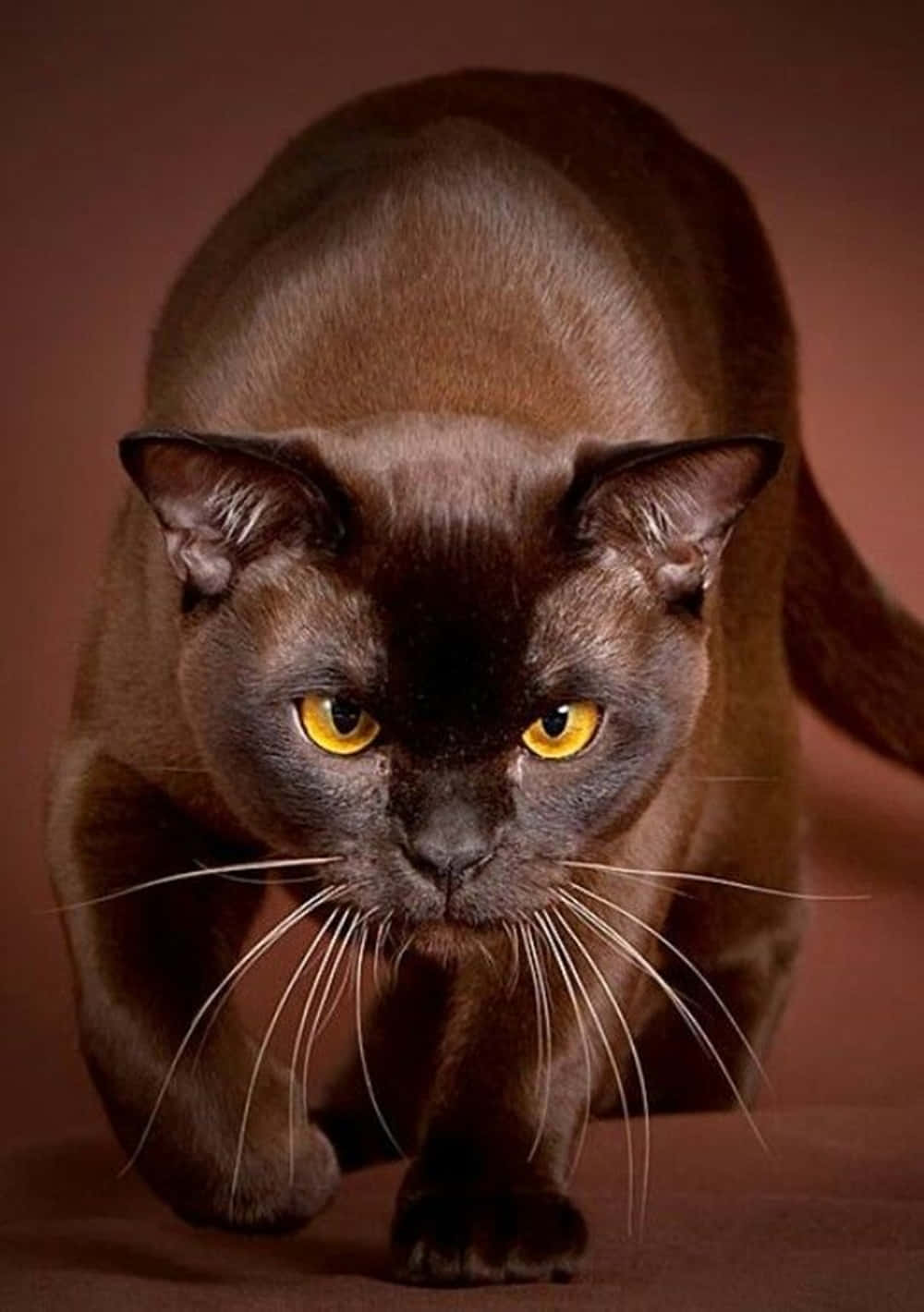 A stunning Havana Brown Cat resting in the garden Wallpaper