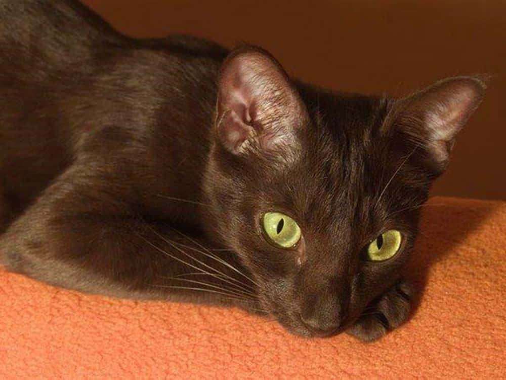 Beautiful Havana Brown Cat posing for the camera Wallpaper
