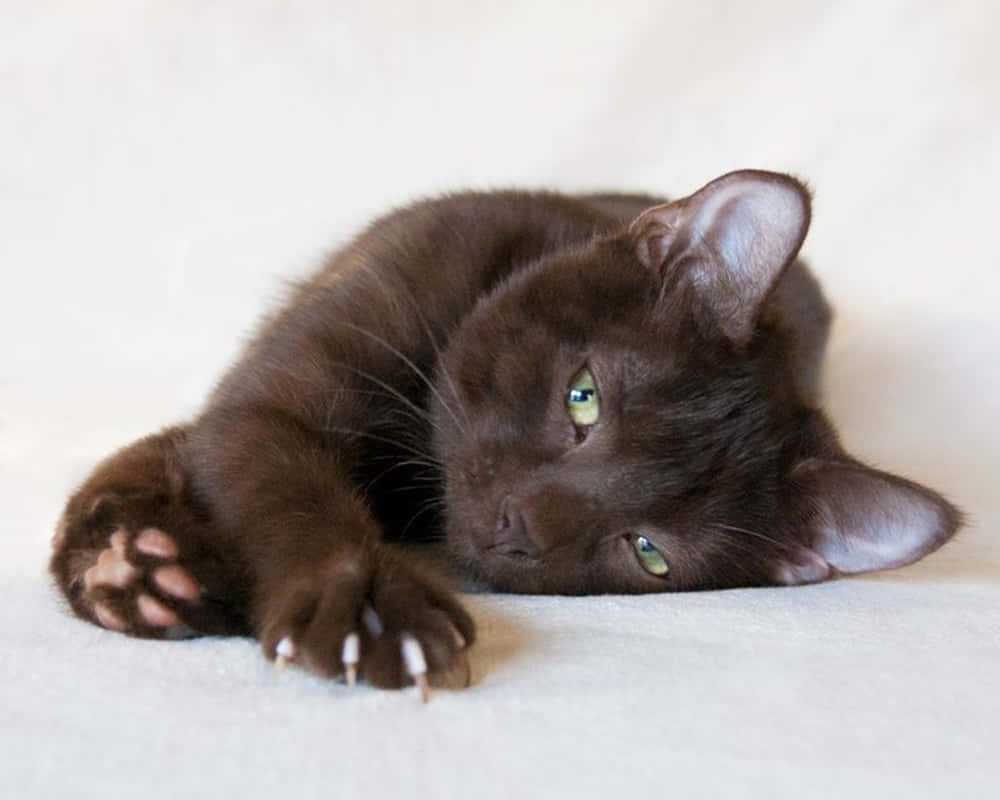 Шоколадные кошки фото. Гавана Браун. Порода кошек Гавана Браун. Ориентальная Гавана Браун. Гавана Браун котята.