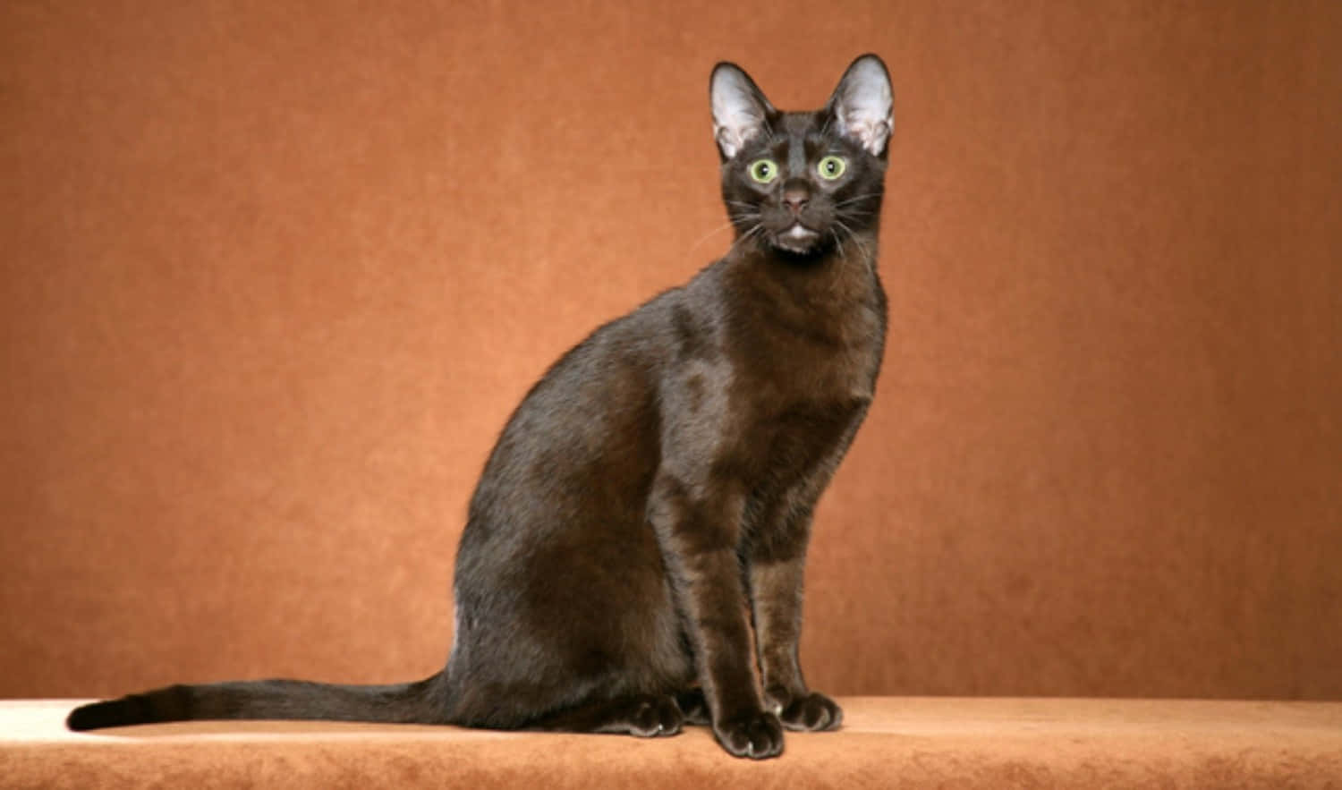 Elegant Havana Brown Cat posing for a portrait Wallpaper