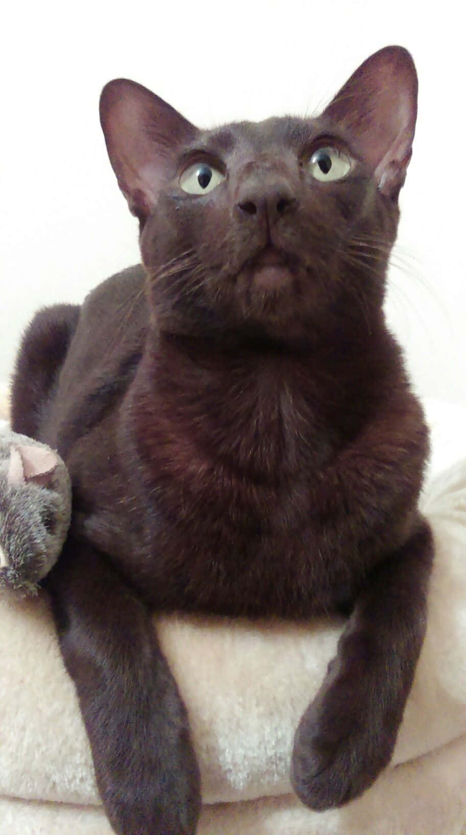 Beautiful Havana Brown Cat Relaxing on a Soft Surface Wallpaper