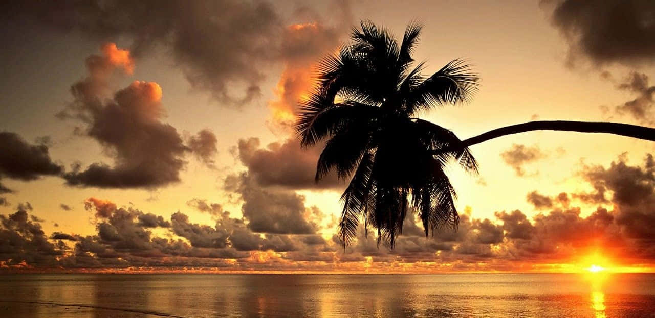 Hawaii Beach Palm Tree Sunset Wallpaper