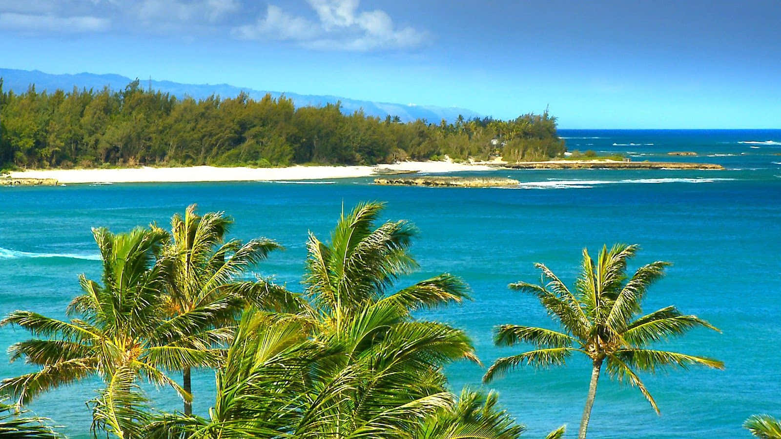 Hawaii Beach Palm Tree Island Wallpaper