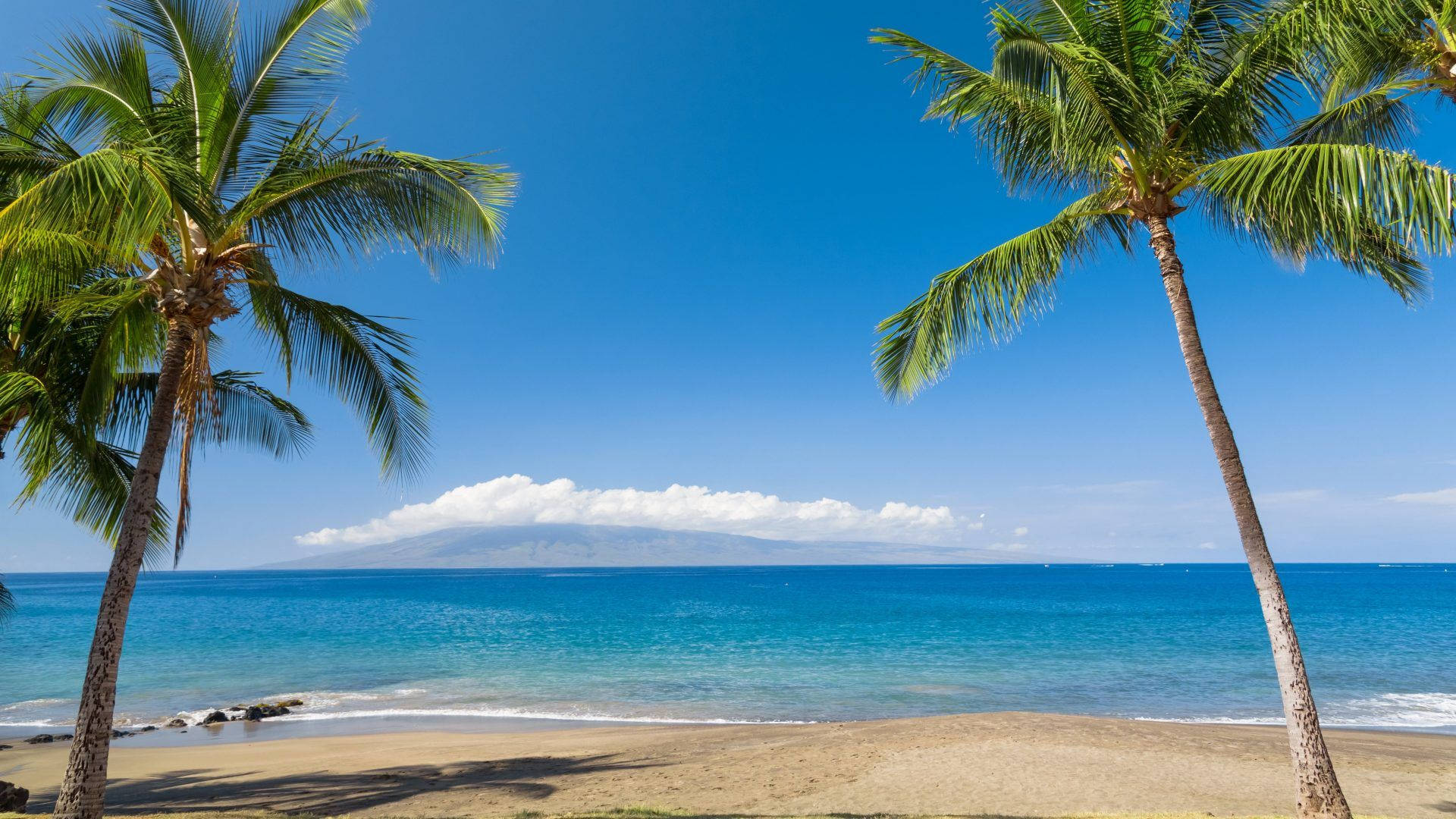 Hawaii Beach Palm Trees Wallpaper