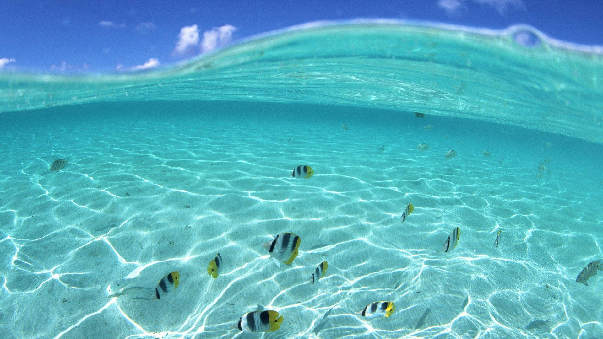 Hawaii Clear Ocean Underwater Wallpaper