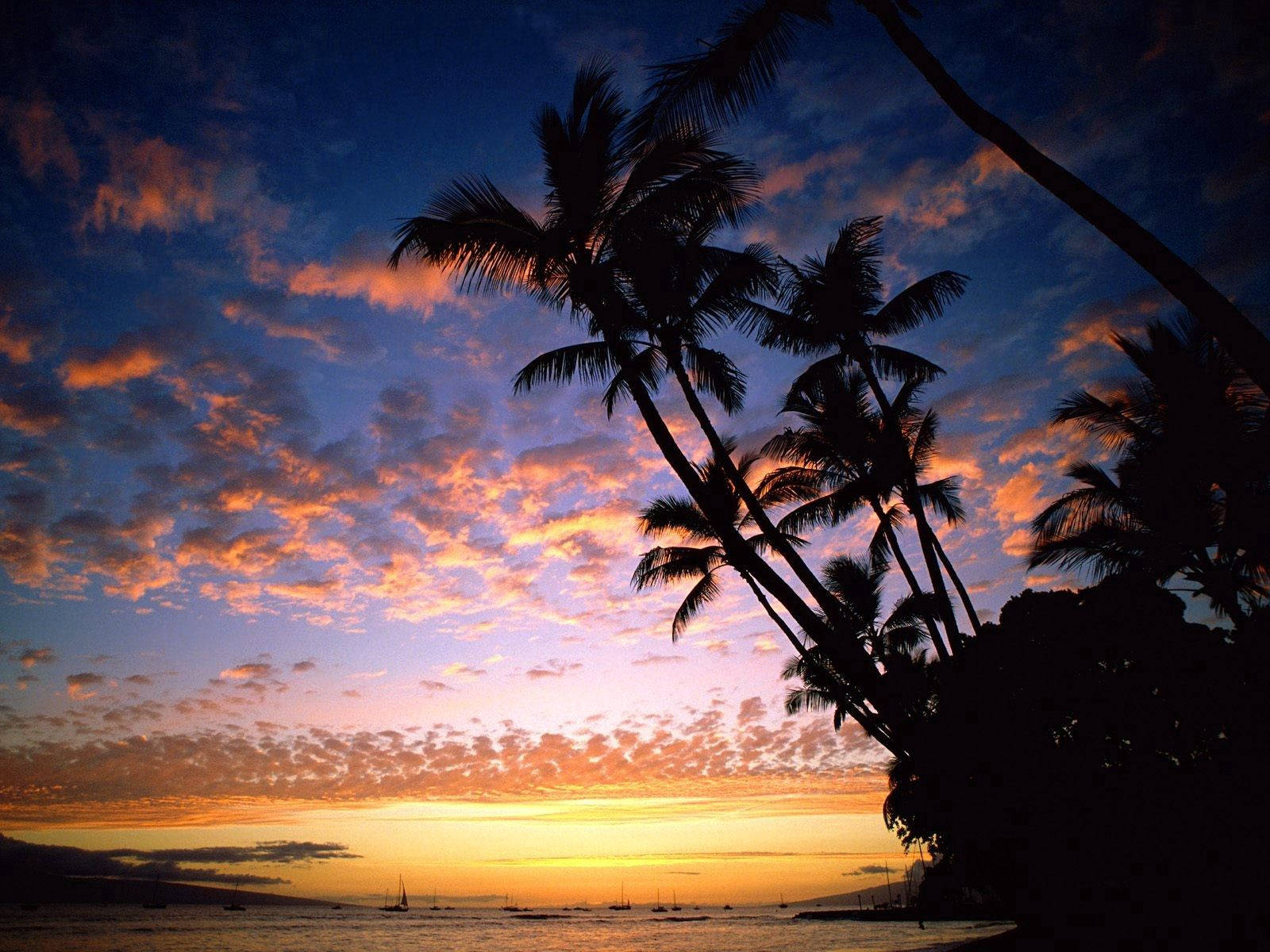 Hawaii Island Palm Trees Silhouette Wallpaper