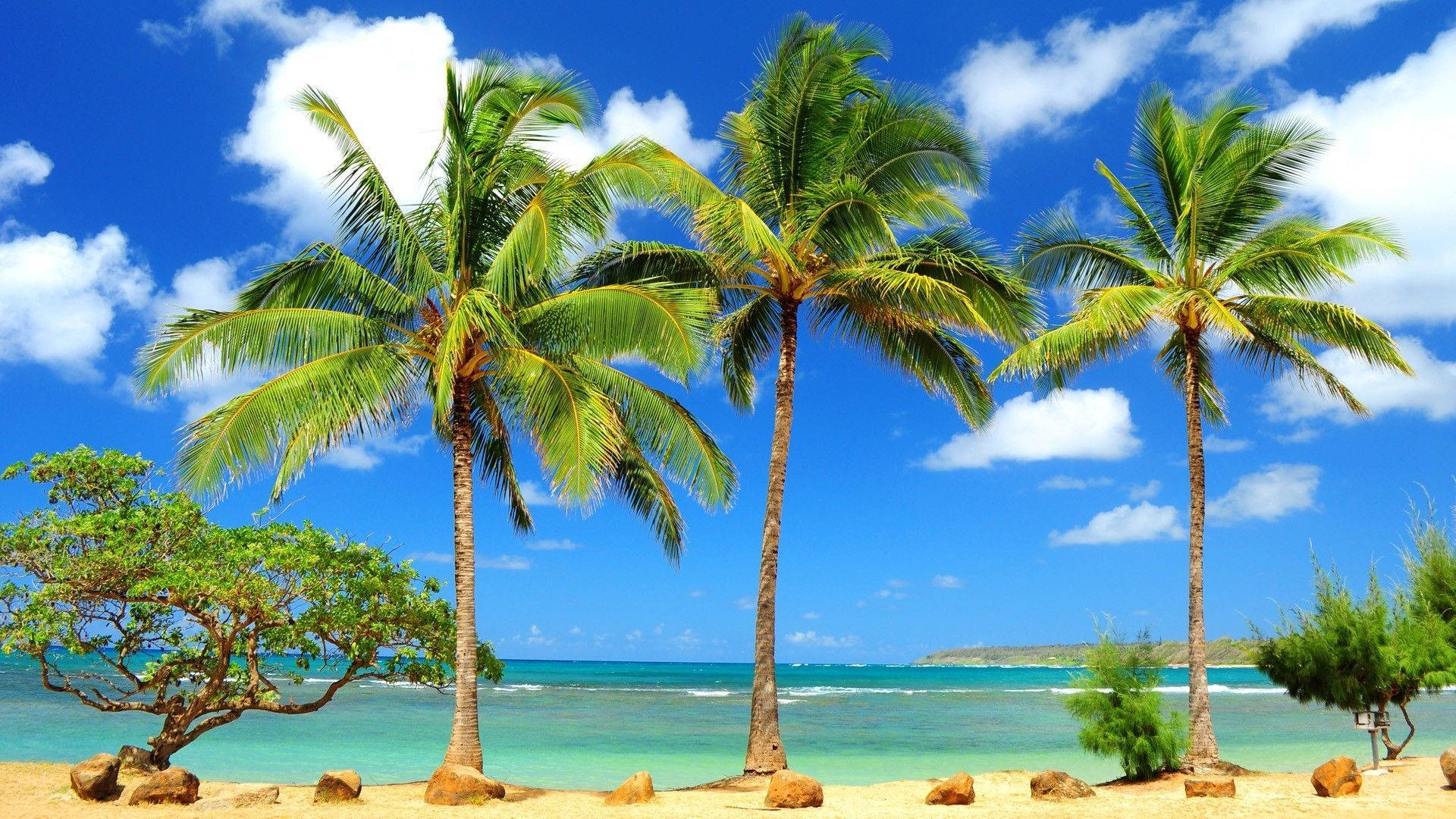 Hawaii Shoreline Palm Trees