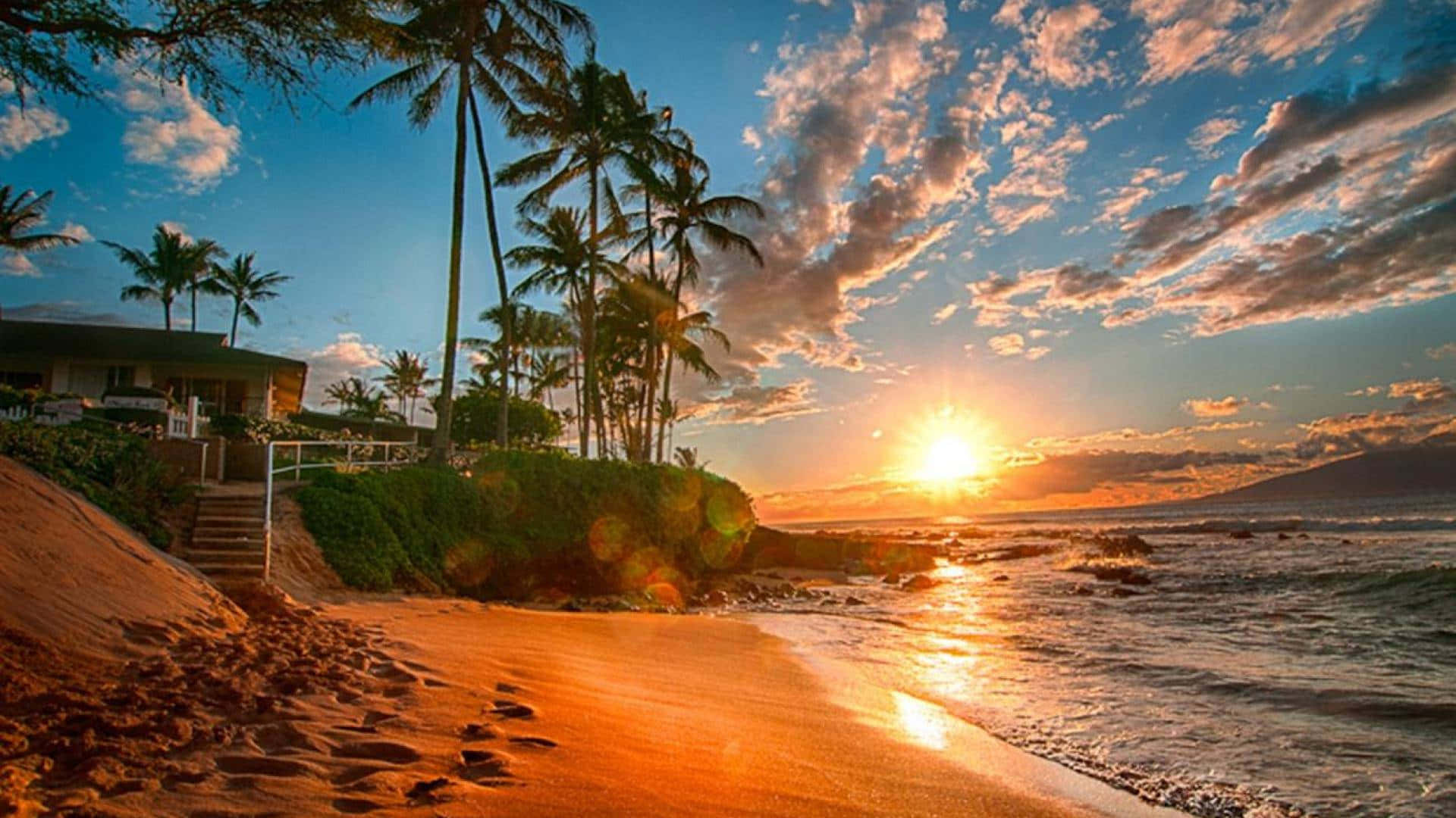 En strand med palmer og solnedgang Wallpaper