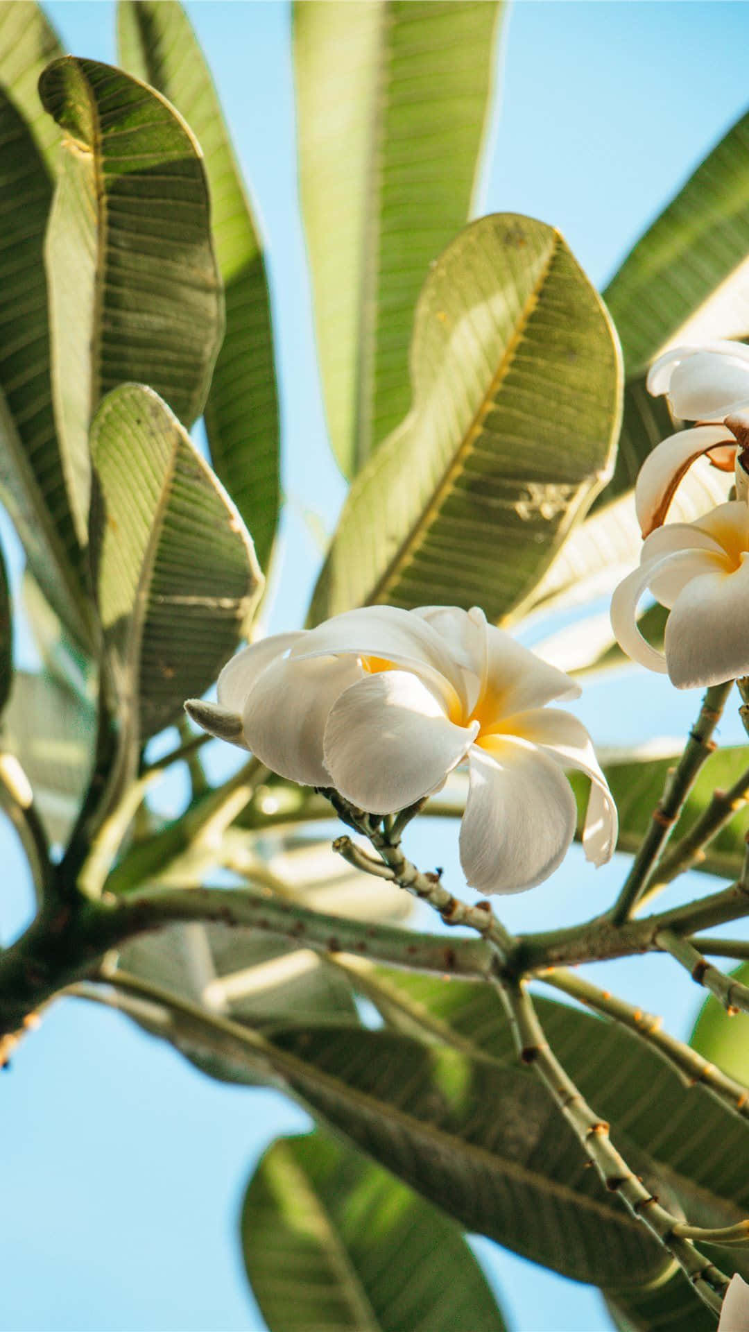White Plumeria In Hawaiian Background