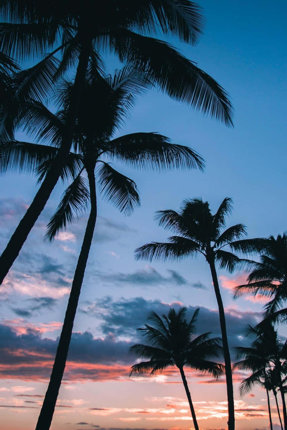 Coconut Tree Hawaiian Background