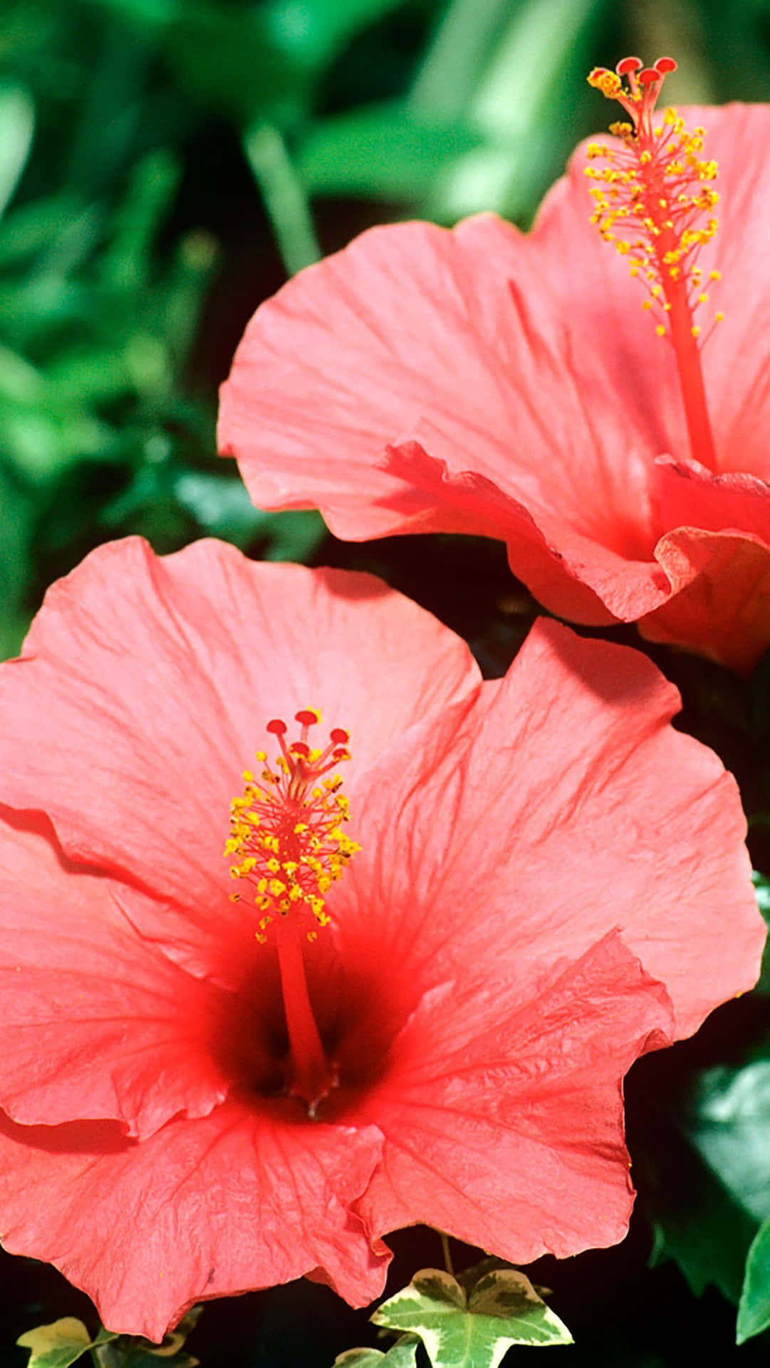 Coral Pink Hibiscus In Hawaiian Background