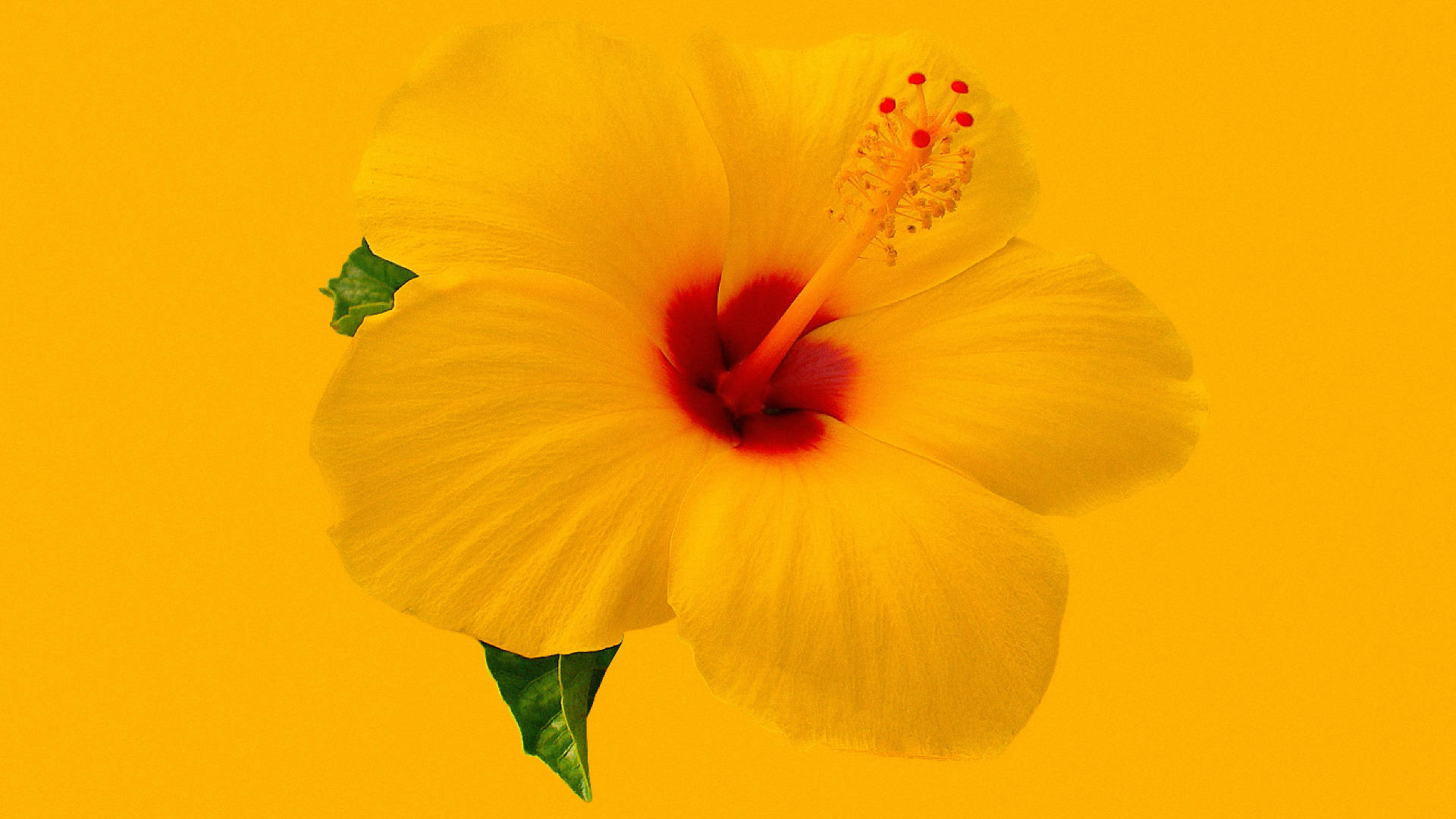 Hawaiian Hibiscus Background