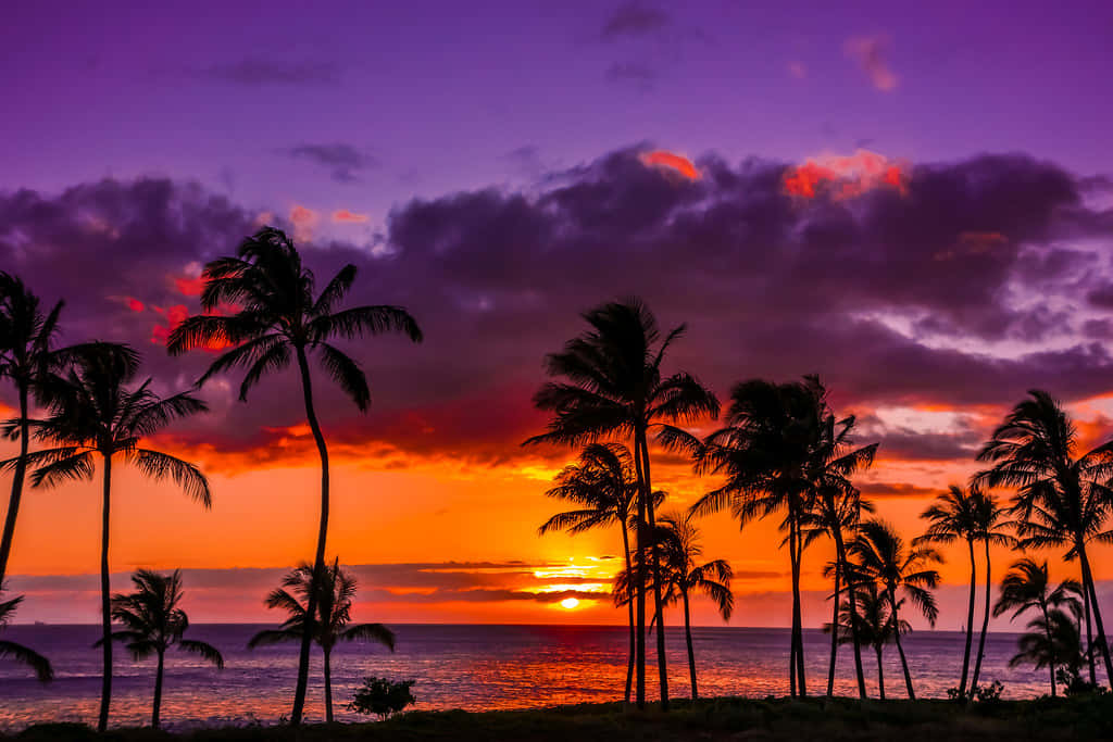 Hawaiiskasolnedgång Palmträd Bilder.