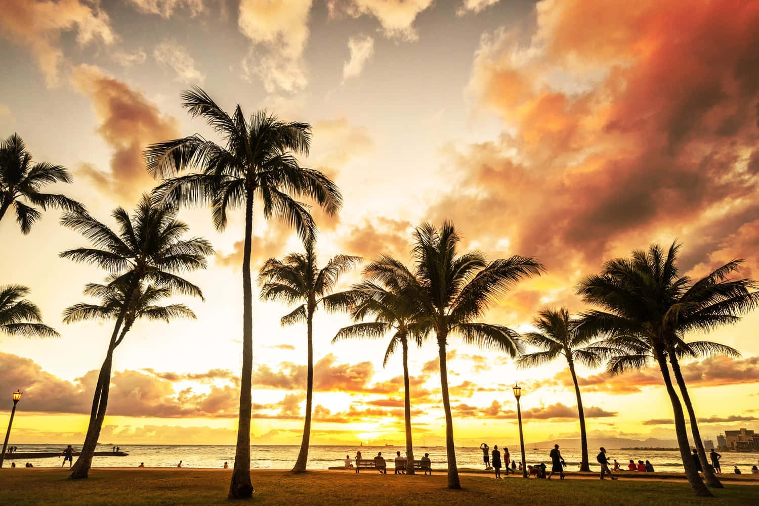 Hawaiian Orange Sunset With Palm Trees Pictures