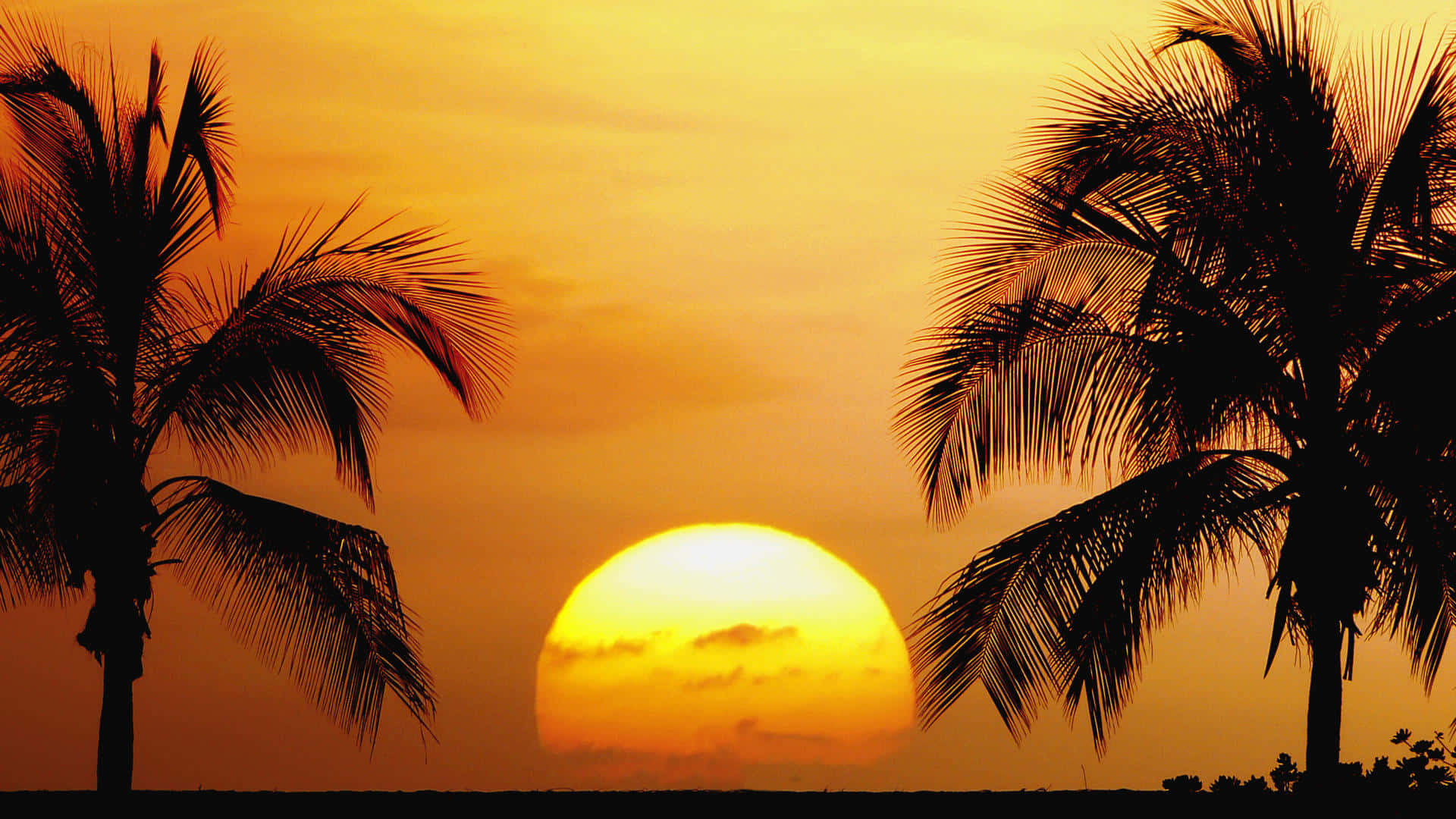 Hawaiischersonnenuntergang Mit Zwei Palmenbildern