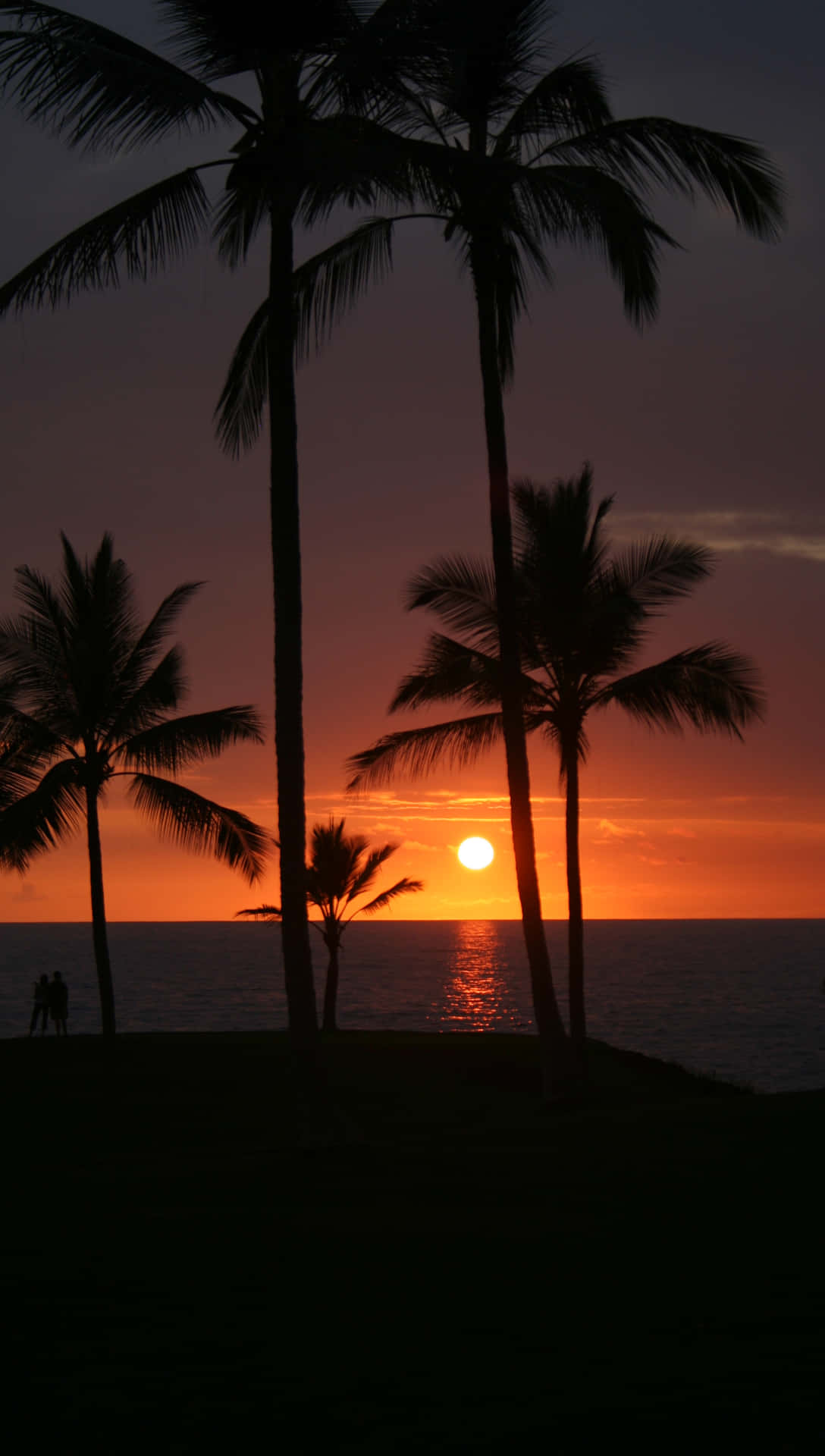 Hawaiianskasolnedgång Palmträdsbilder.