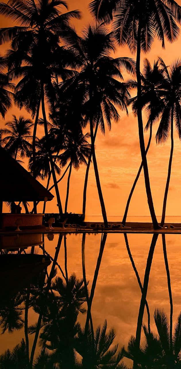 Hawaiianersonnenuntergang Palmen Silhouette Bilder