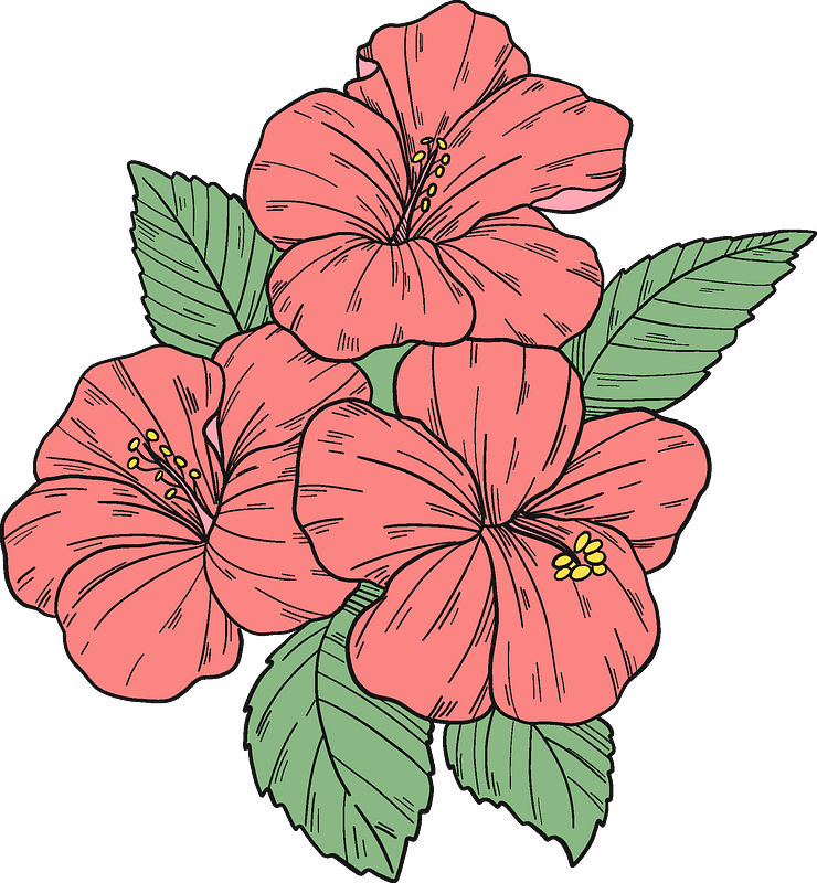 Hawaiian_ Hibiscus_ Flowers_ Illustration PNG