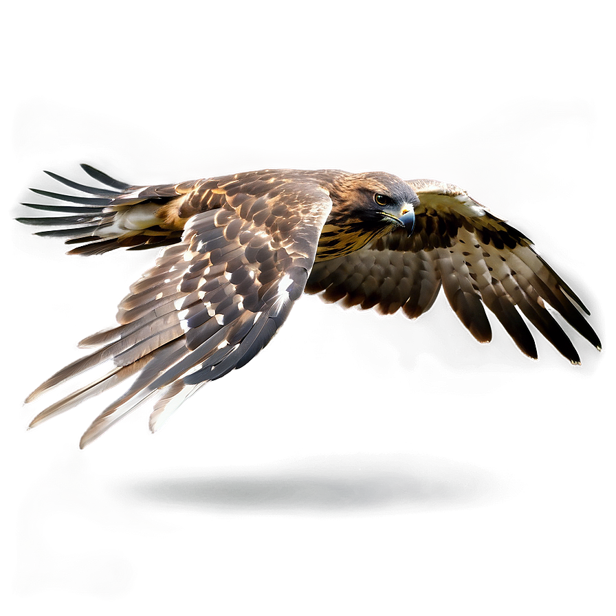 Hawk In Action Sequence Png 5 PNG
