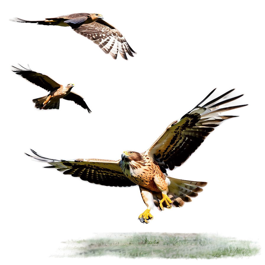 Hawk Migration Scene Png 06122024 PNG