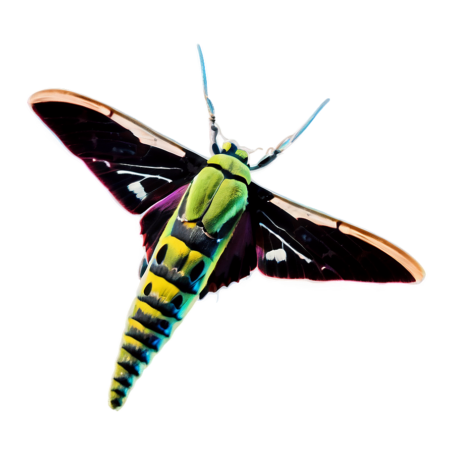 Download Hawk Moth Png 4 | Wallpapers.com