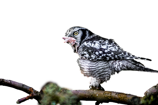 Hawk Owl Feeding Time PNG
