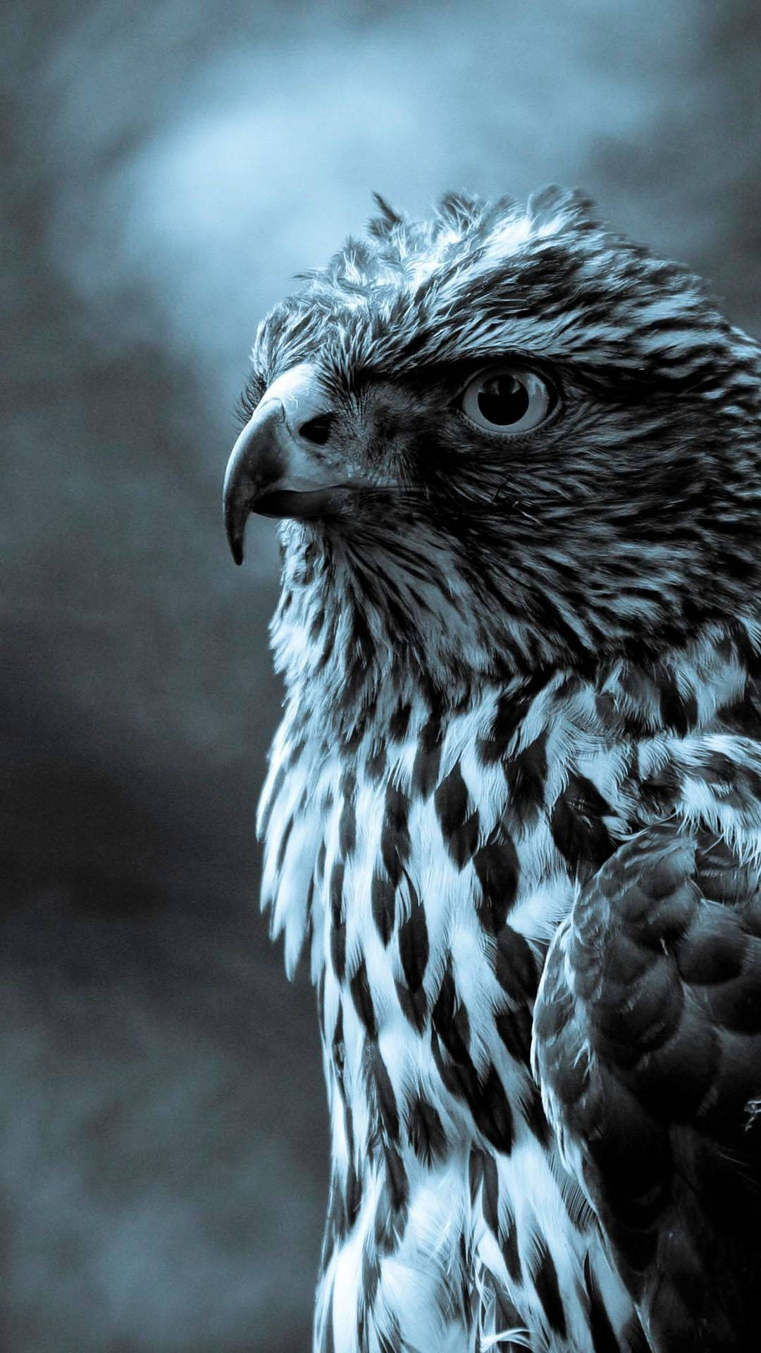 Hawk Profile In Bluish Undertone Wallpaper