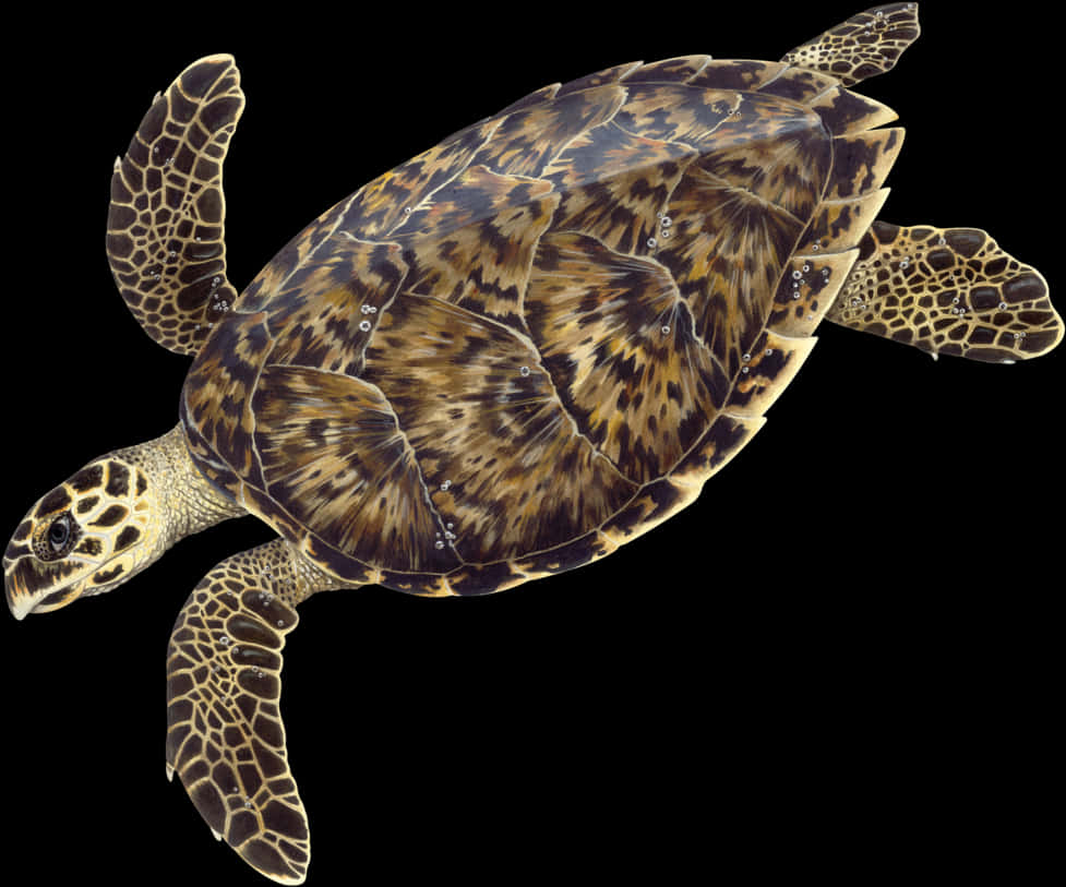 Hawksbill Sea Turtle Illustration PNG
