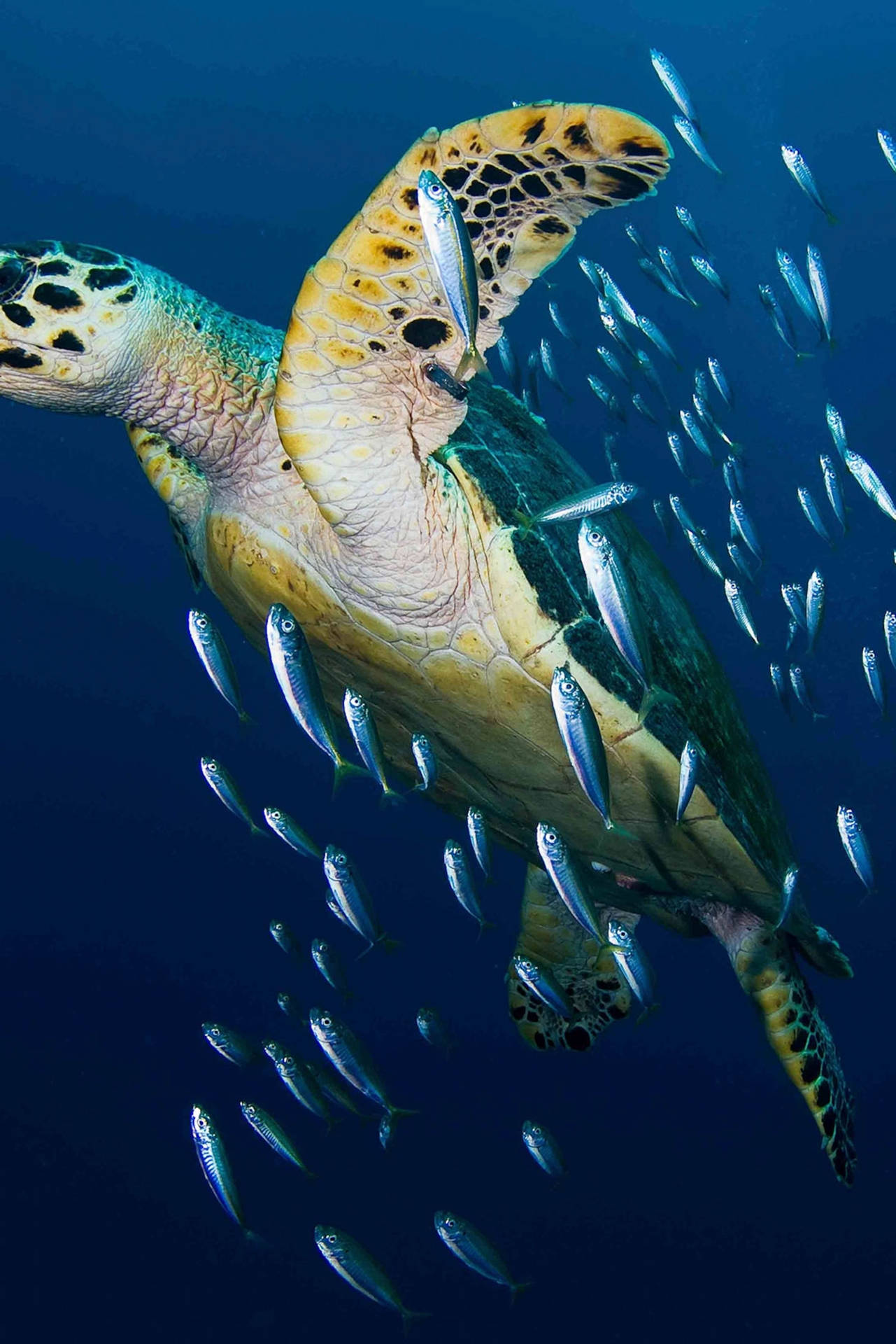 Hawksbillsea Water Turtle Photography - Fotografering Av Hawksbill Havssköldpadda Under Vattnet. Wallpaper