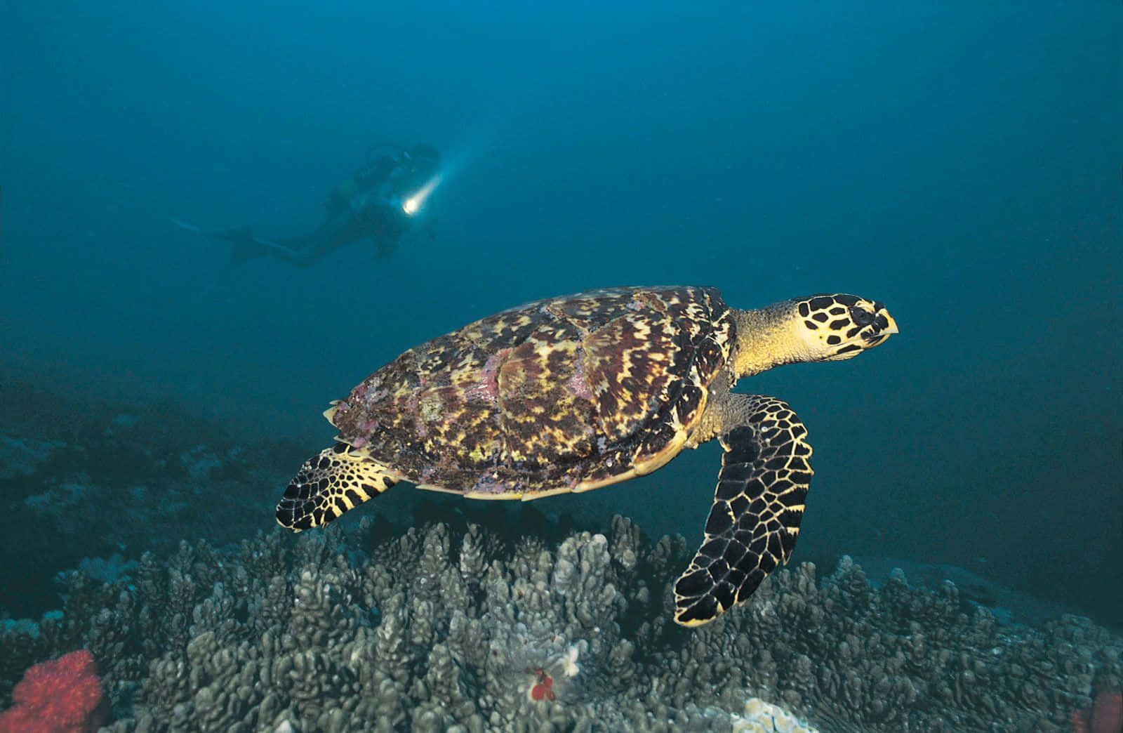 Hawksbill Turtle Coral Reef Swim Wallpaper
